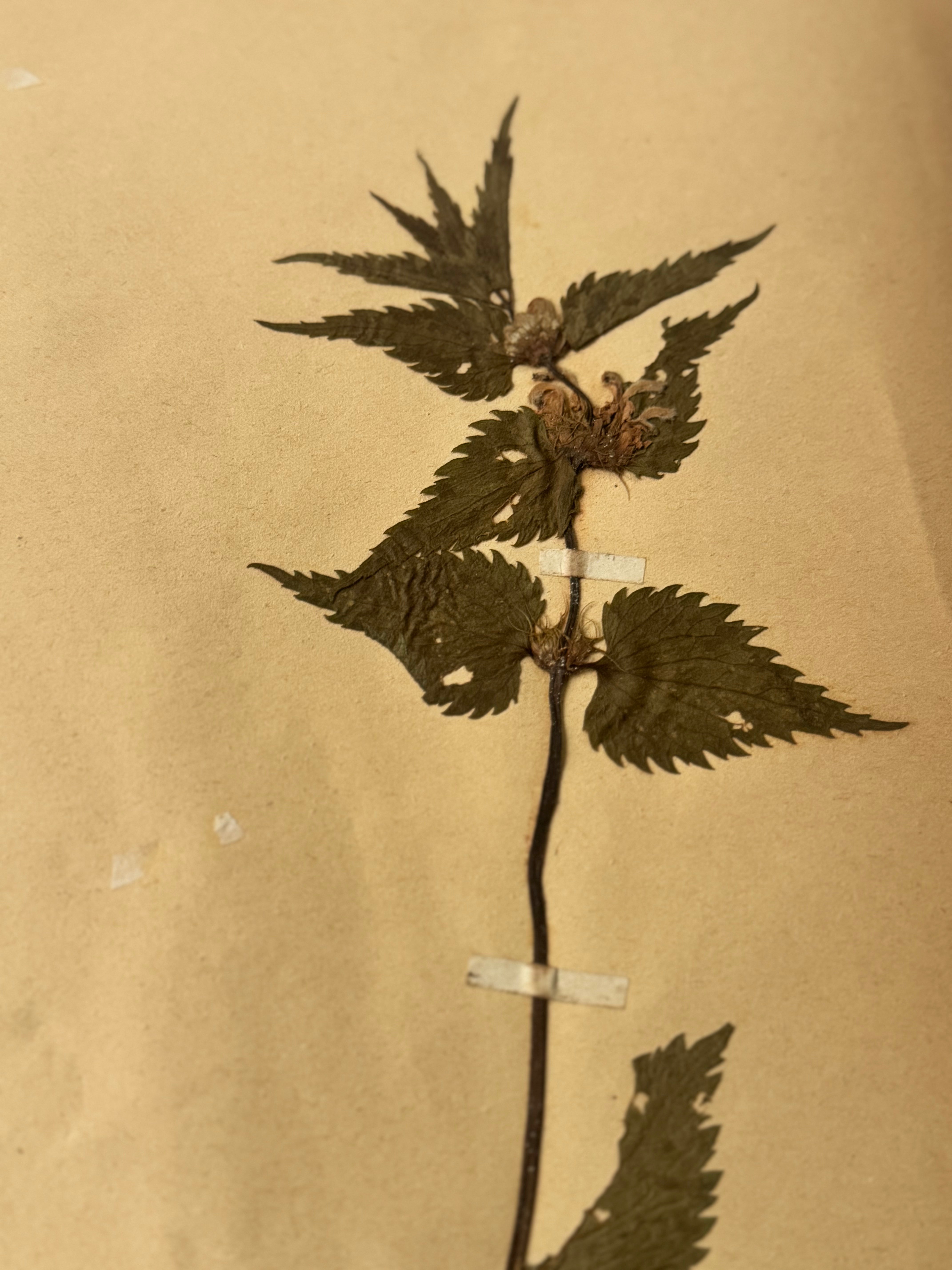 Labiée 4: lamier blanc - white nettle