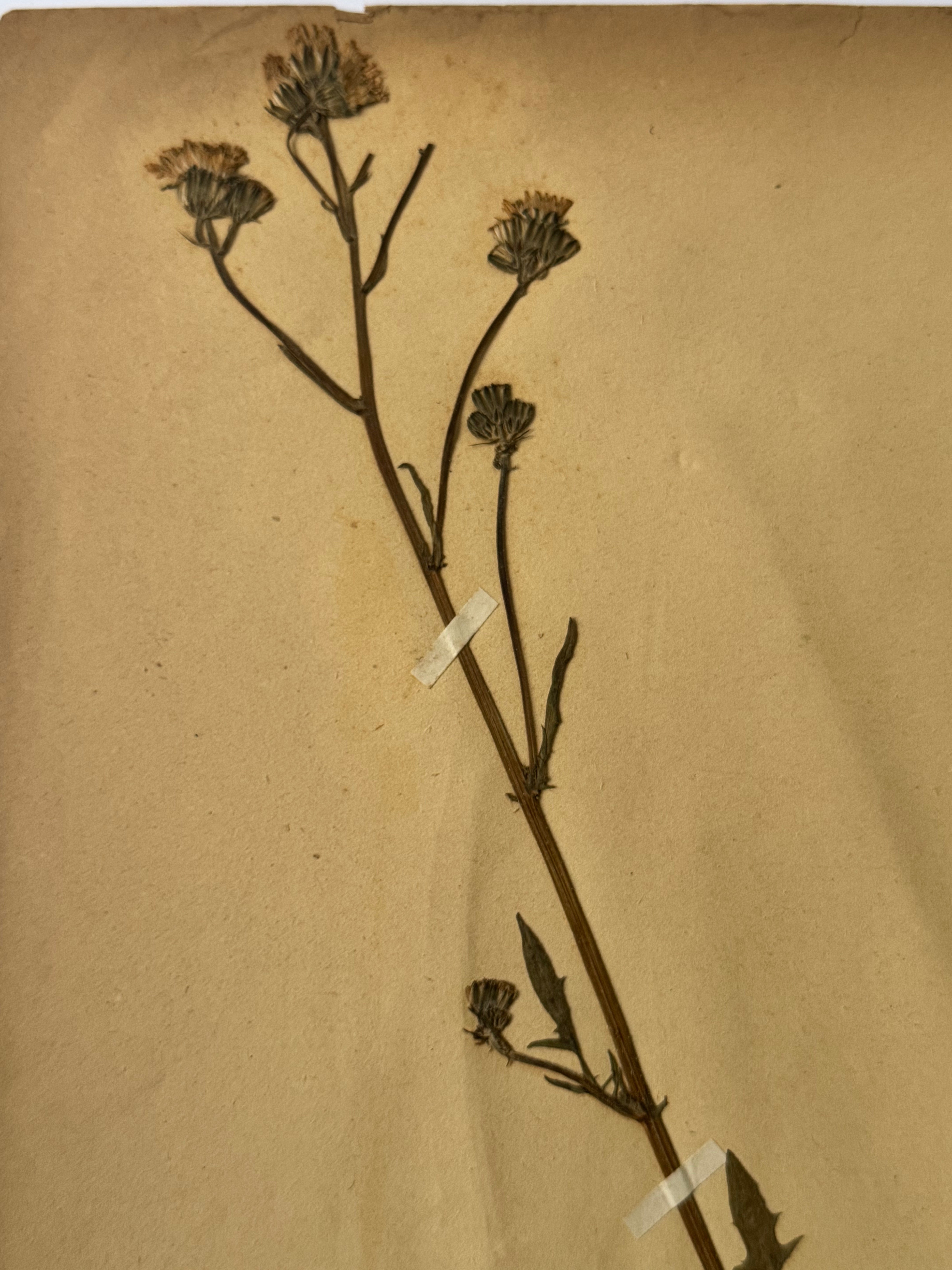 Composée 3: séneçon jacoliée - ragweed