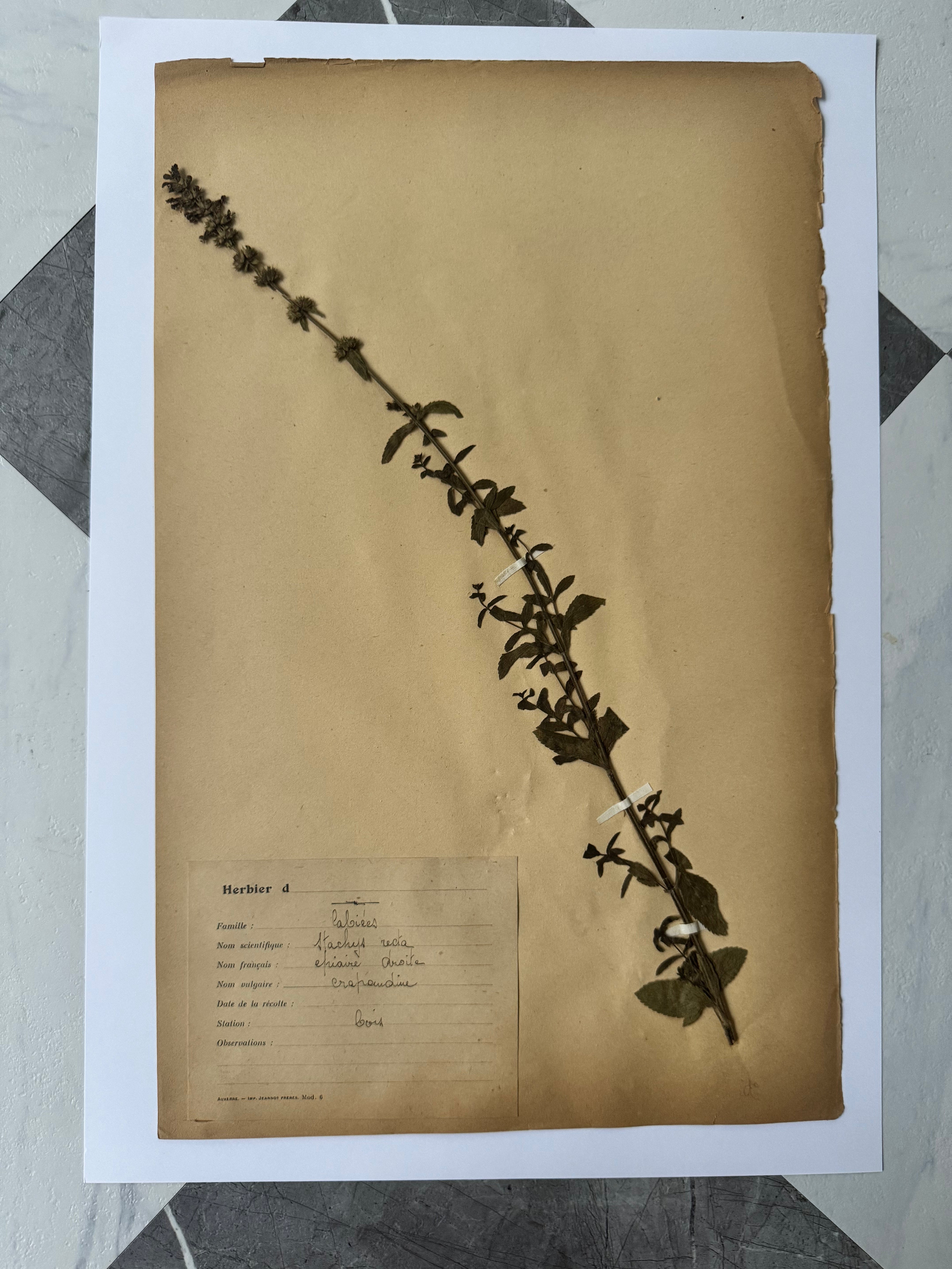Labiée 3: crapaudine - beetroot