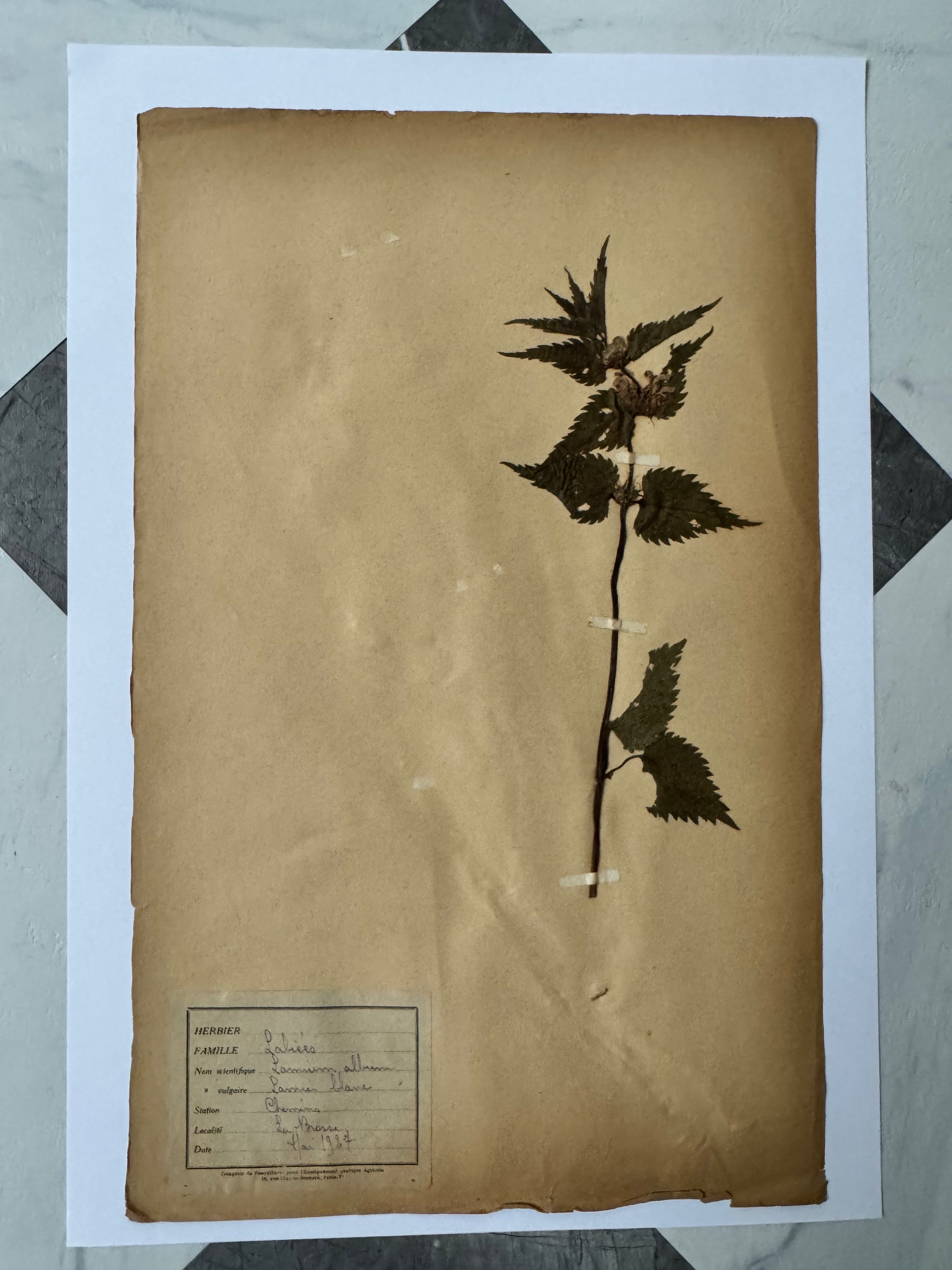 Labiée 4: lamier blanc - white nettle