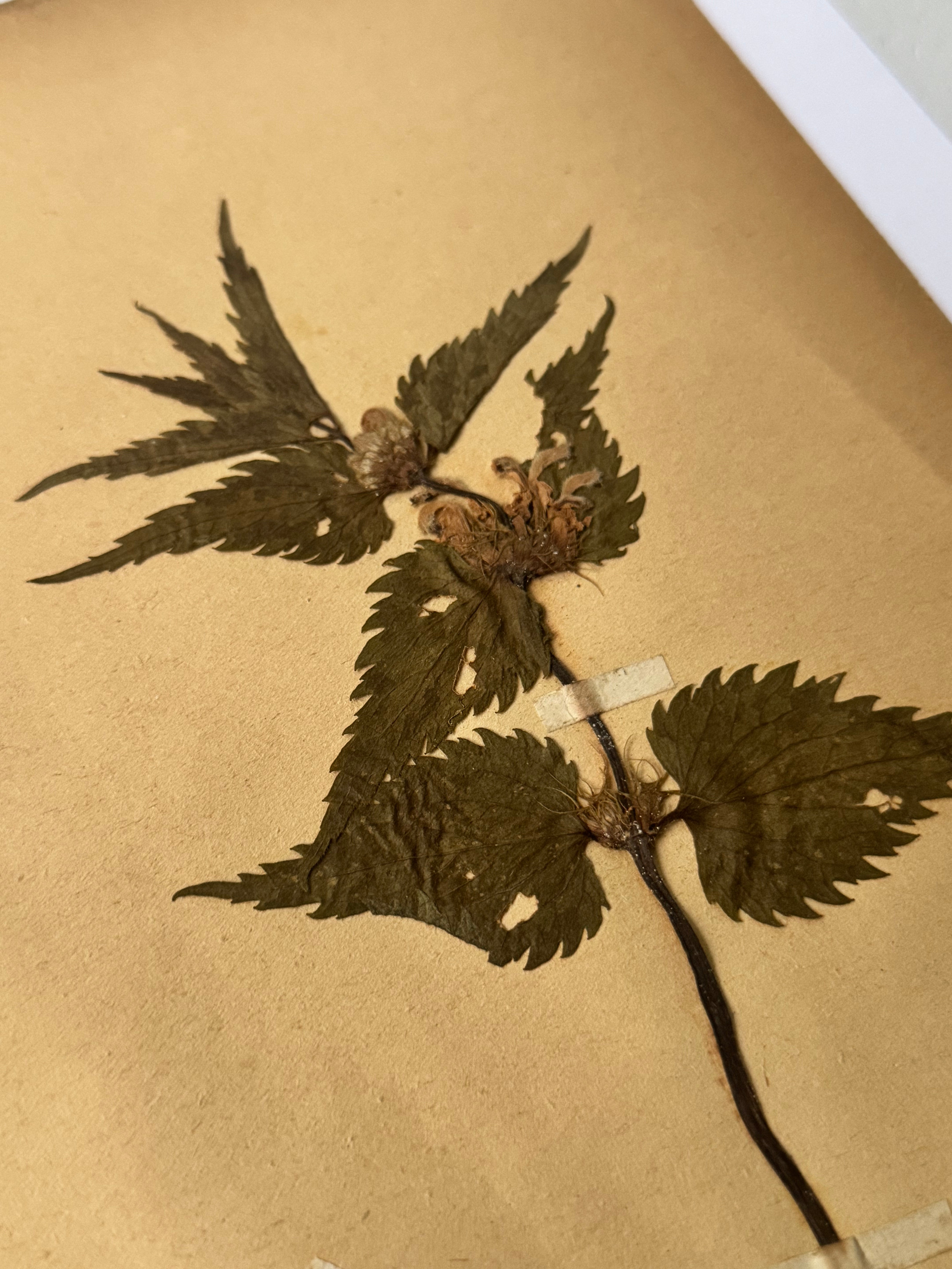 Labiée 4: lamier blanc - white nettle