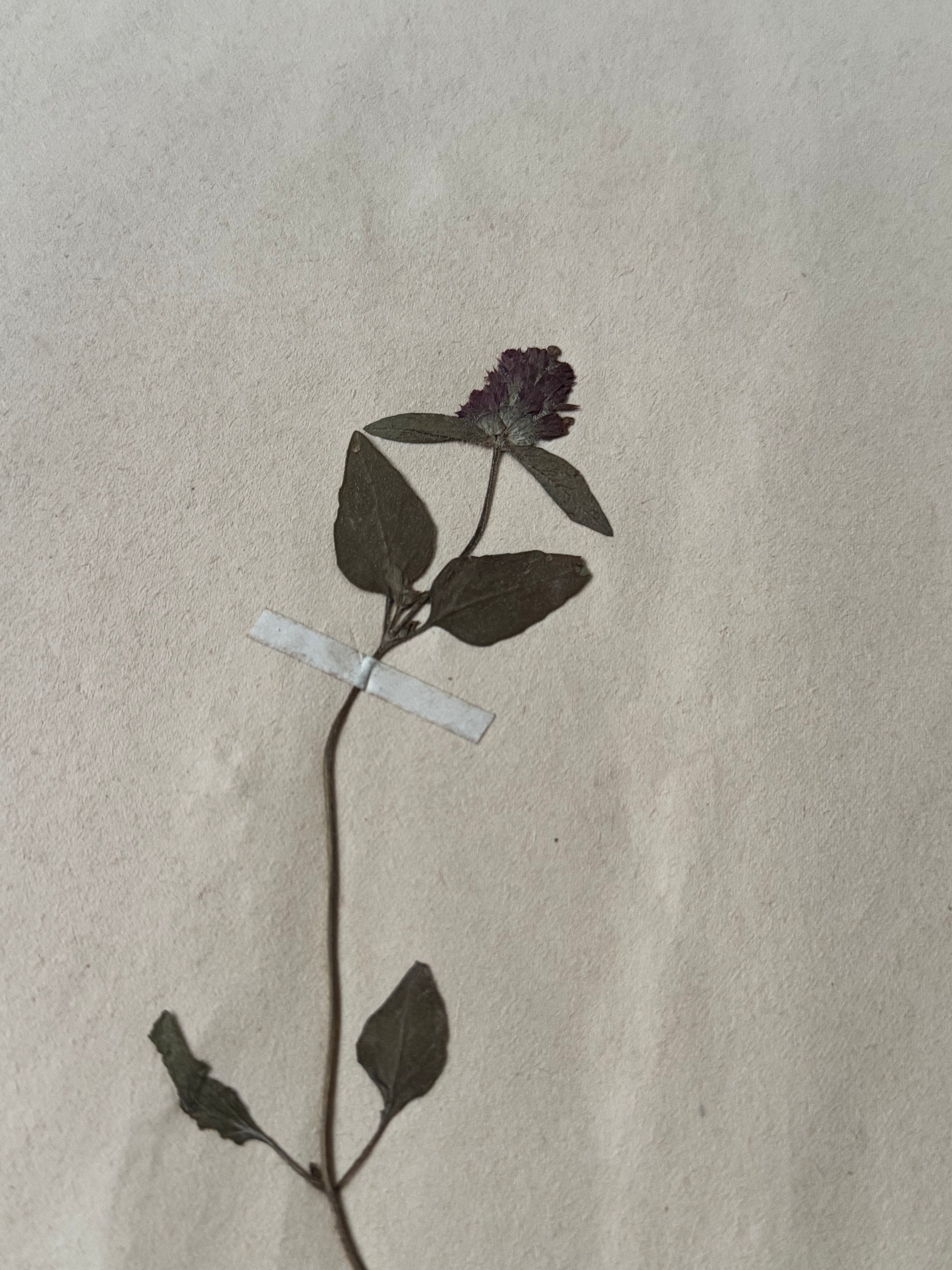 Labiée 7: brunelle vulgaire - heal-all