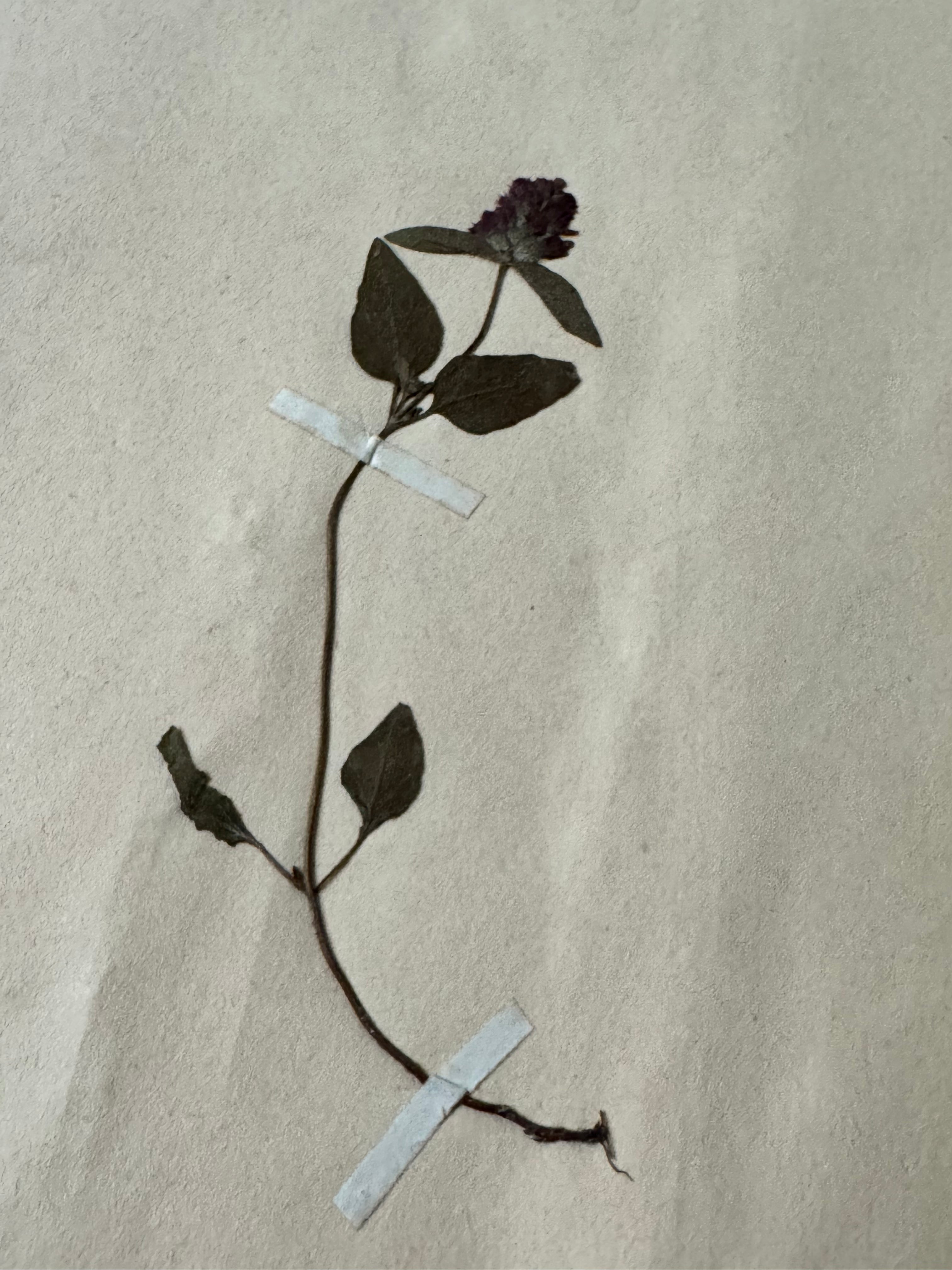 Labiée 7: brunelle vulgaire - heal-all