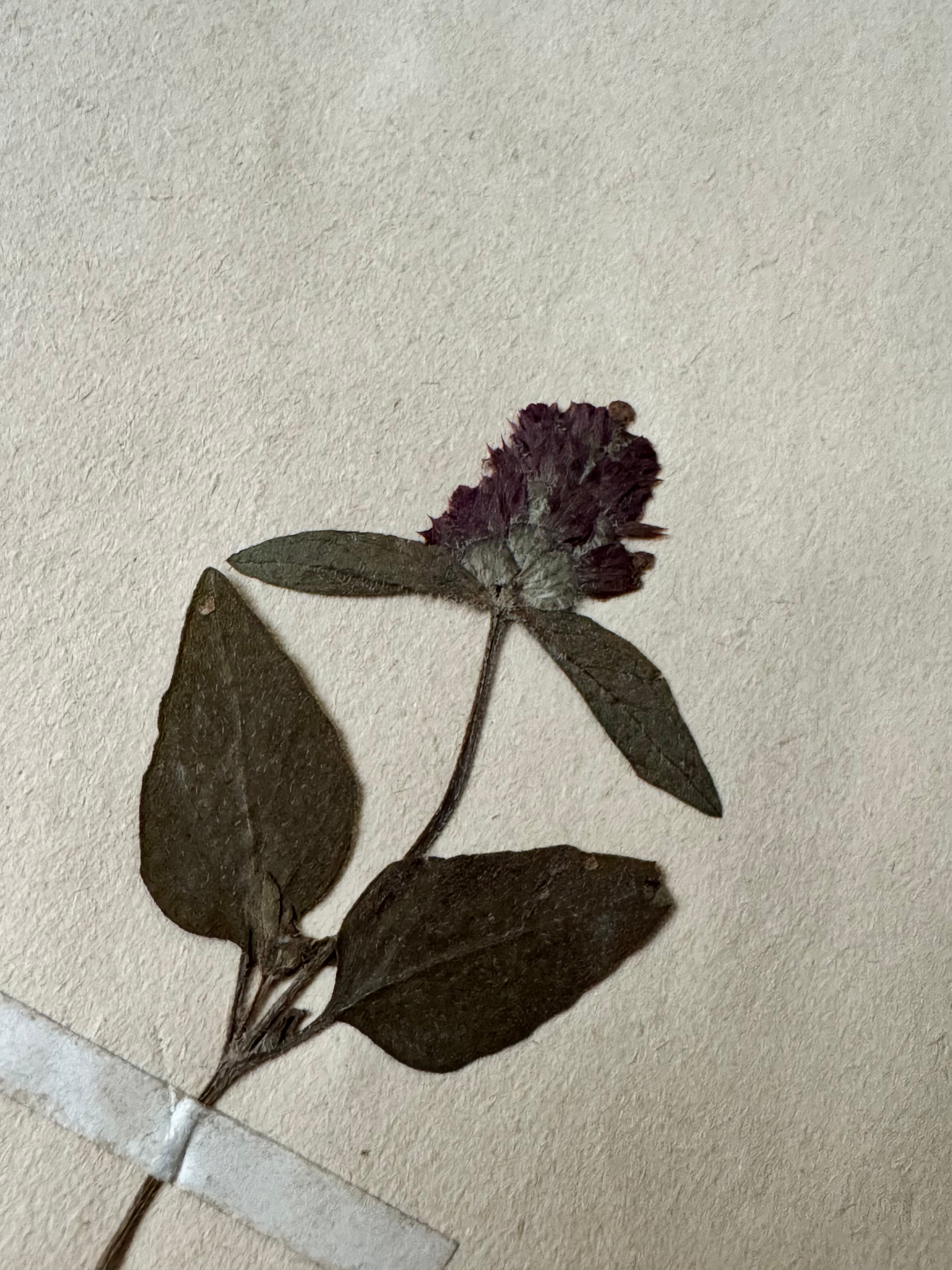 Labiée 7: brunelle vulgaire - heal-all