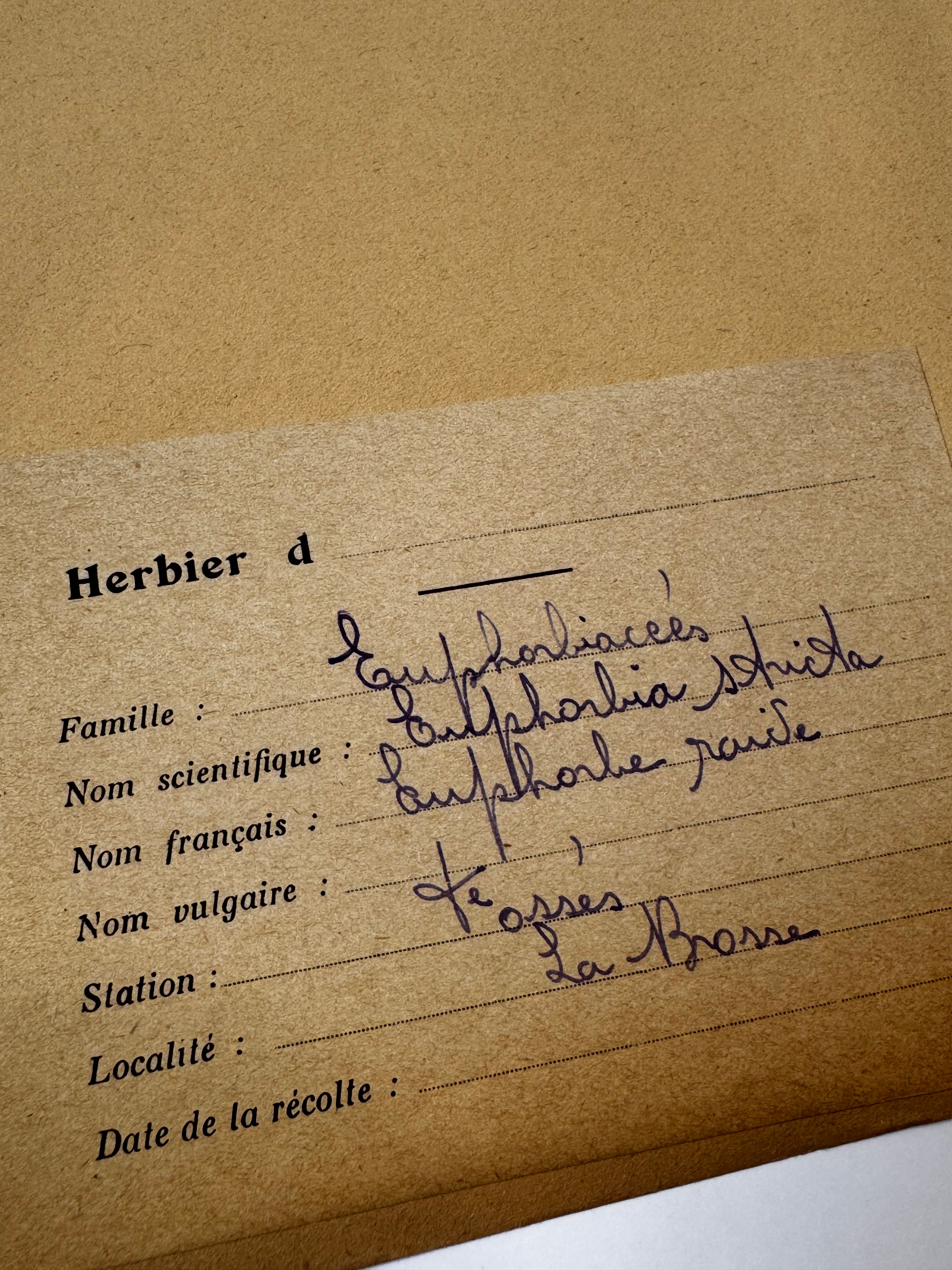 Herbarium E