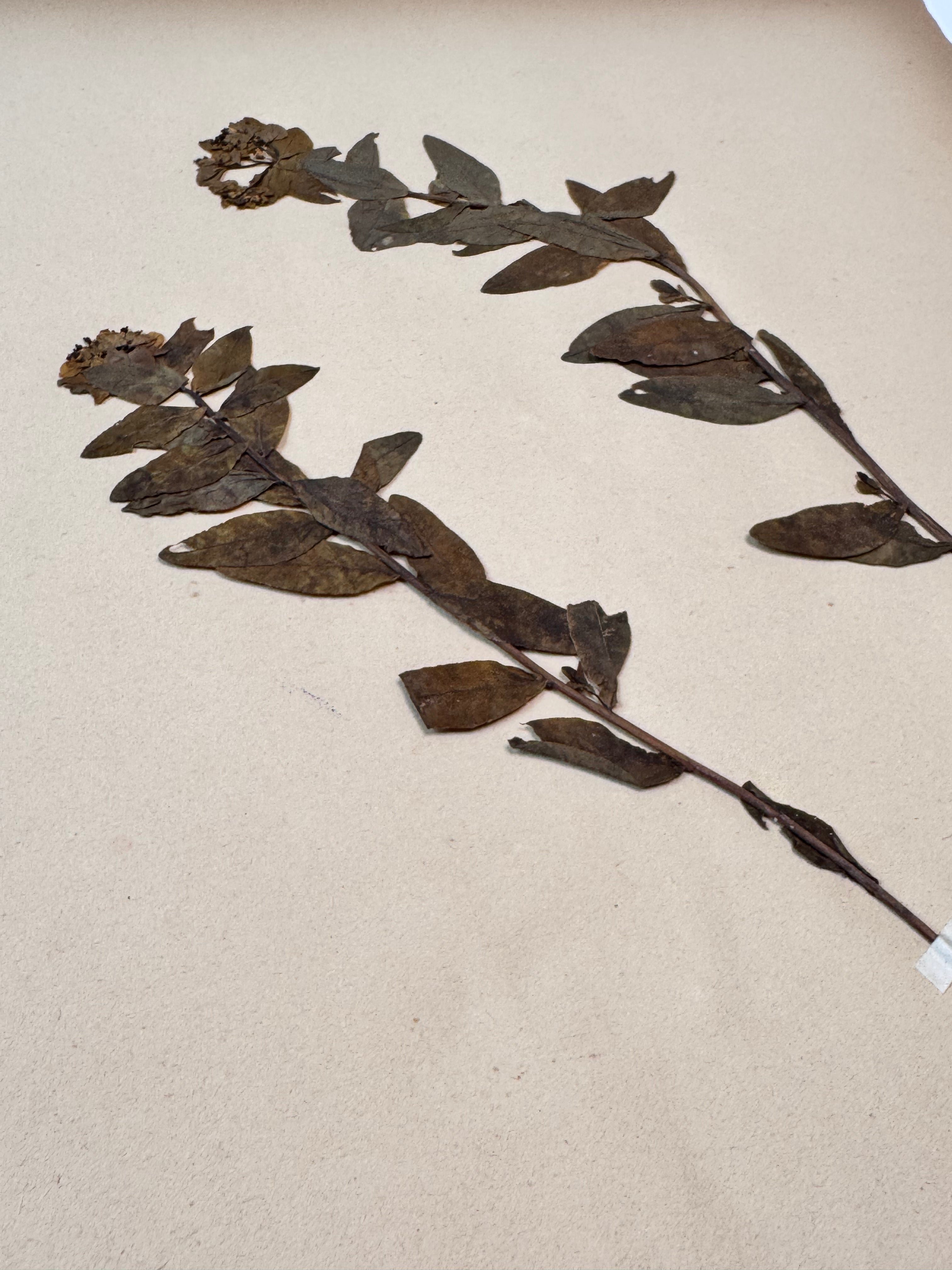 Herbarium E