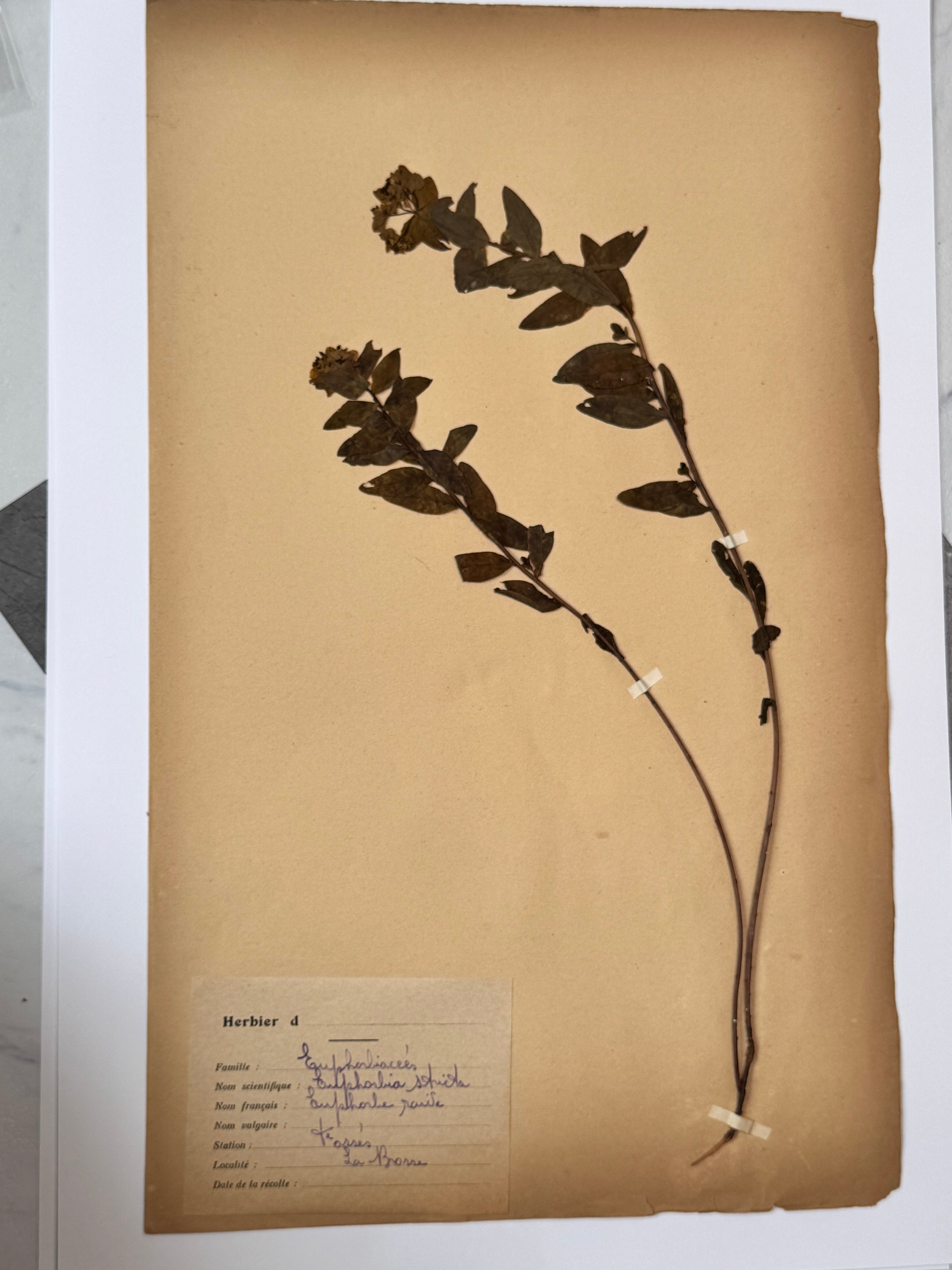 Herbarium E