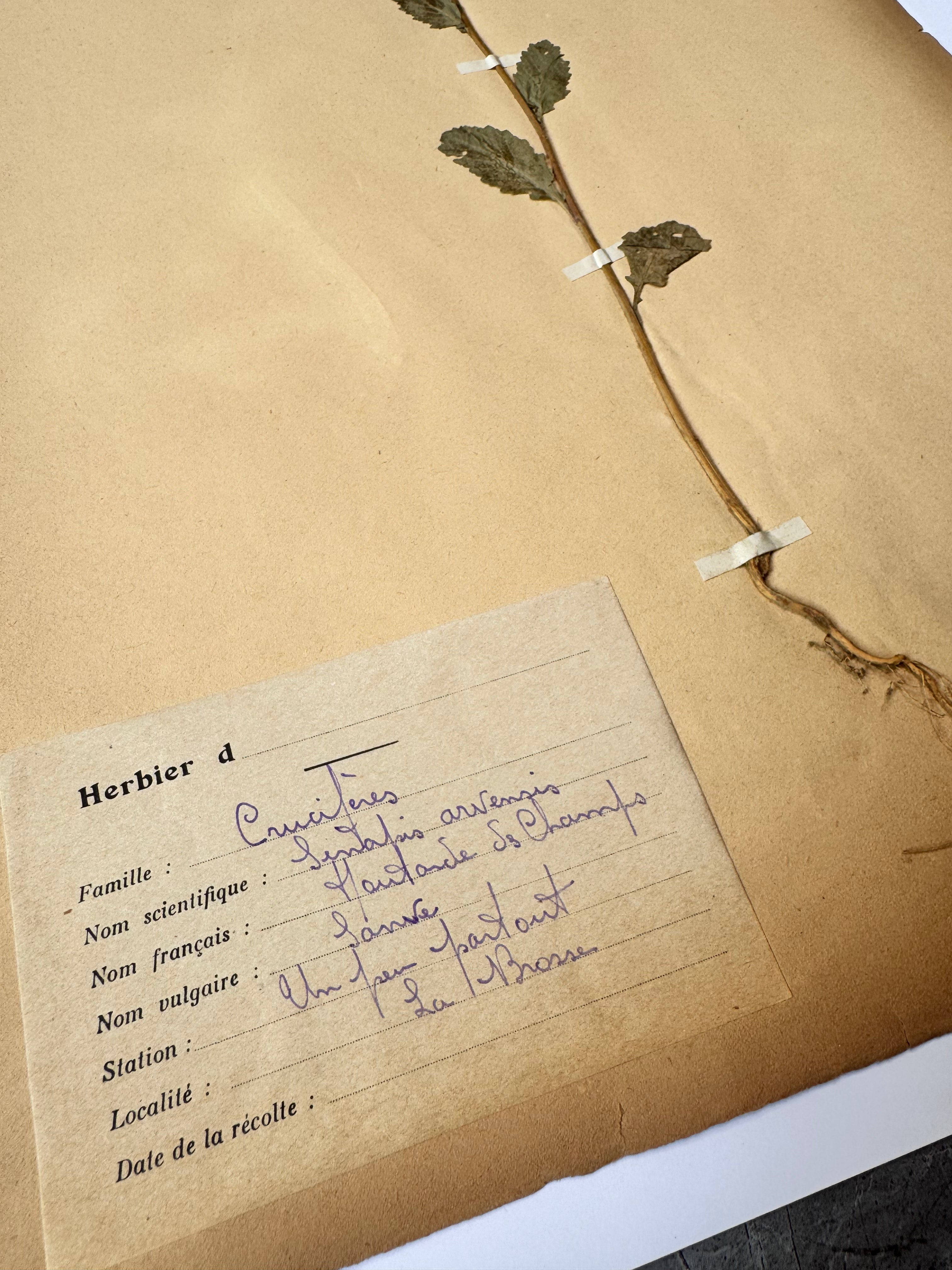 Herbarium Cr 3