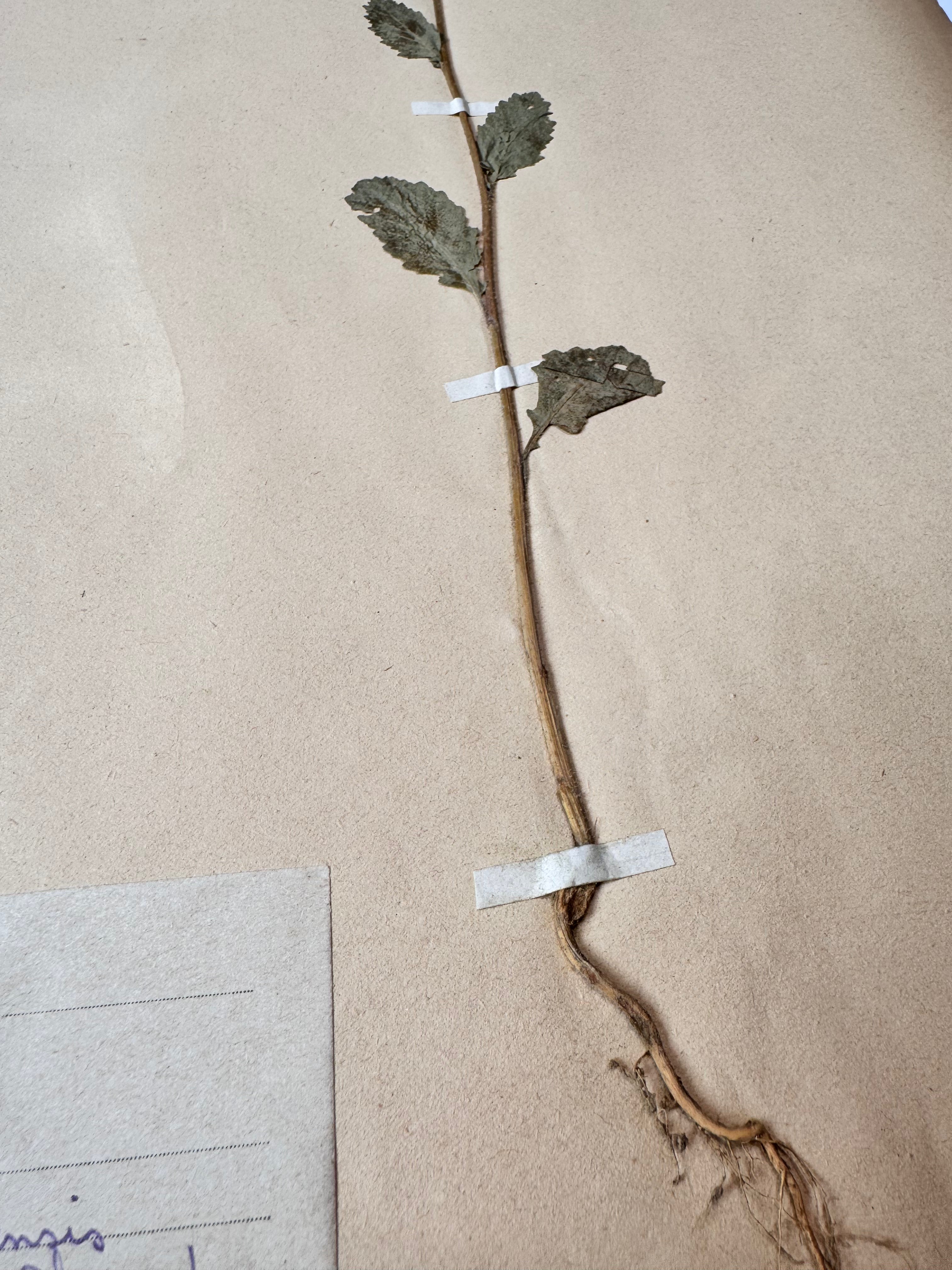 Herbarium Cr 3