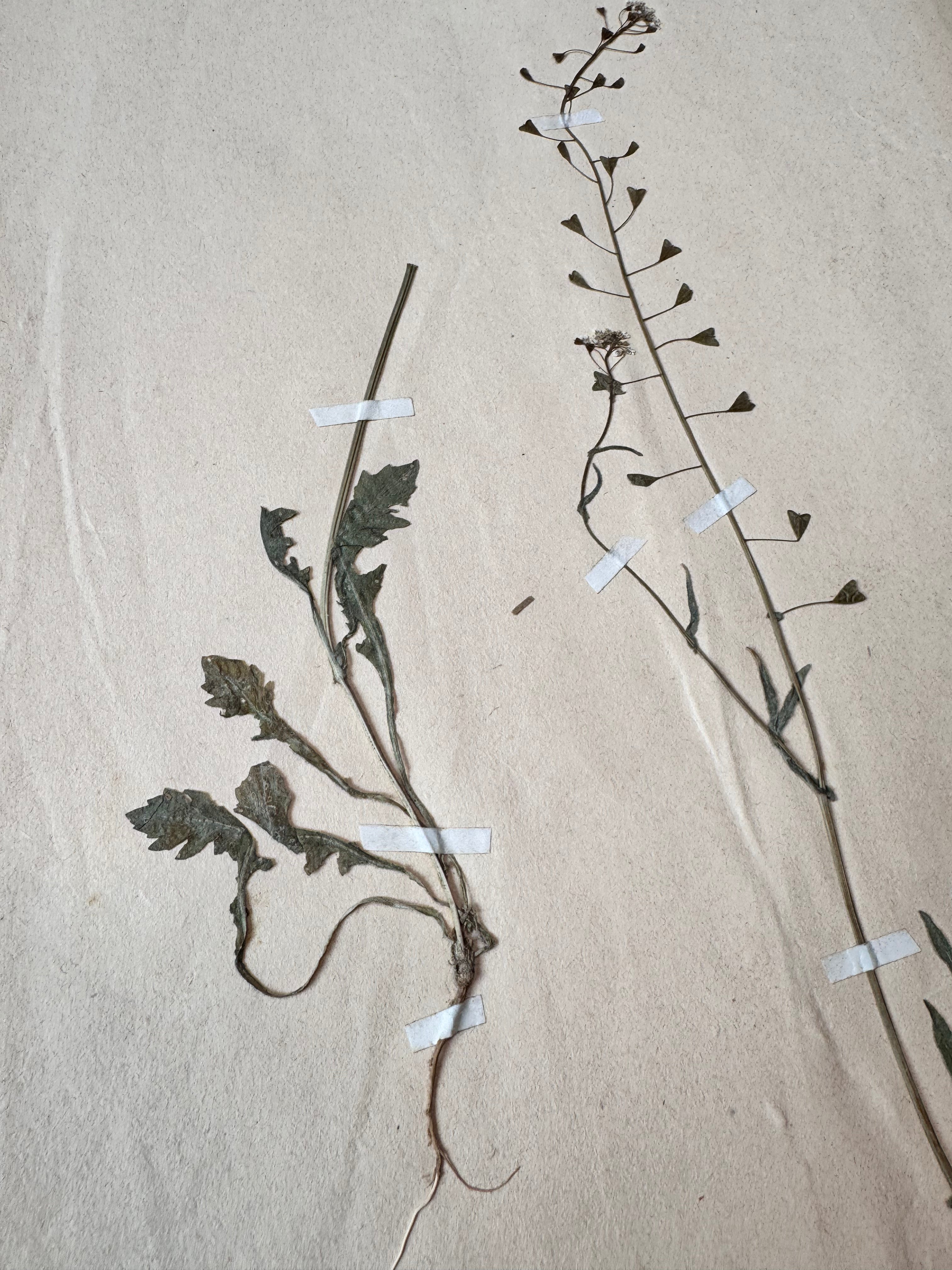 Herbarium Cr 4
