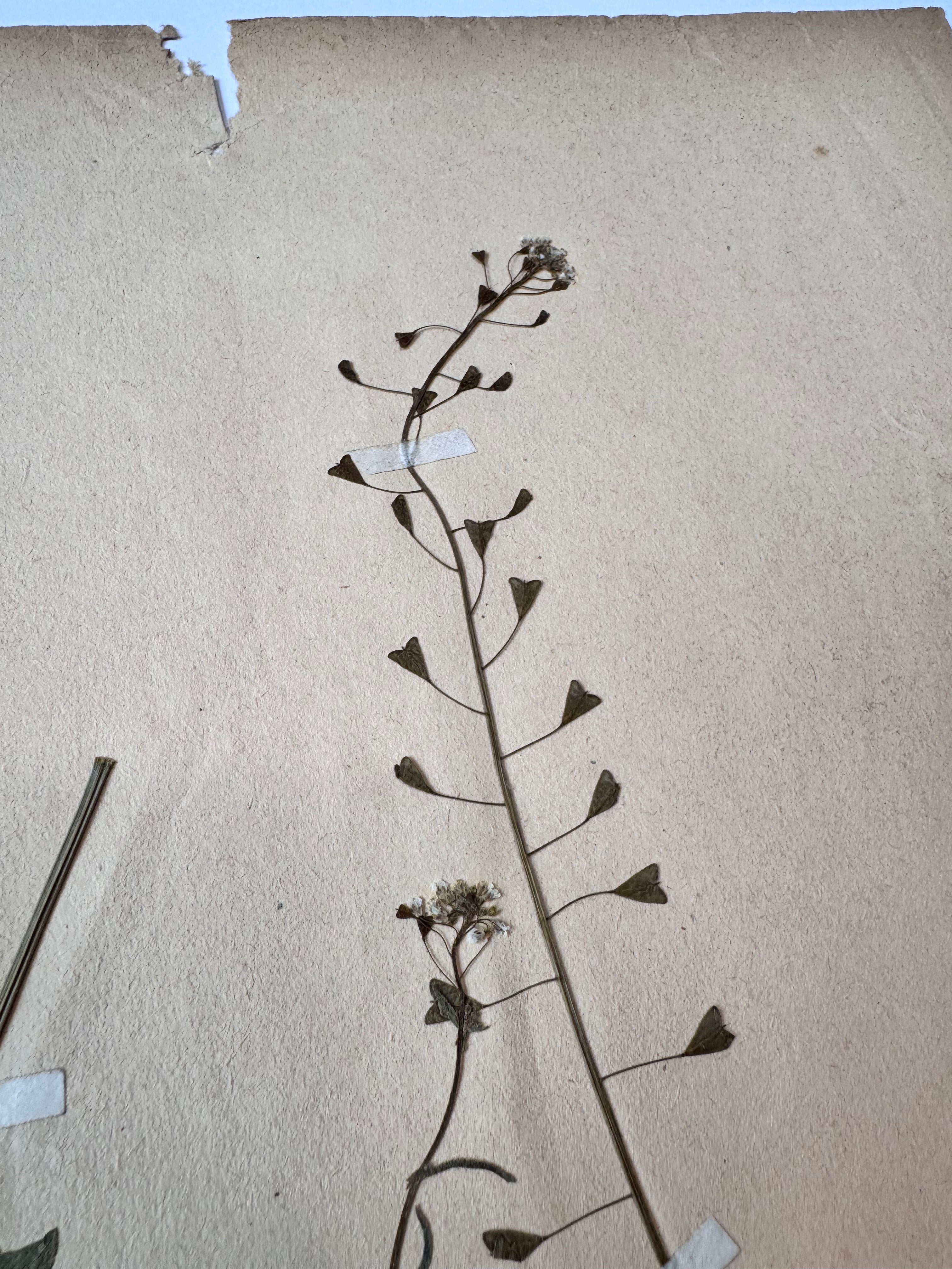 Herbarium Cr 4