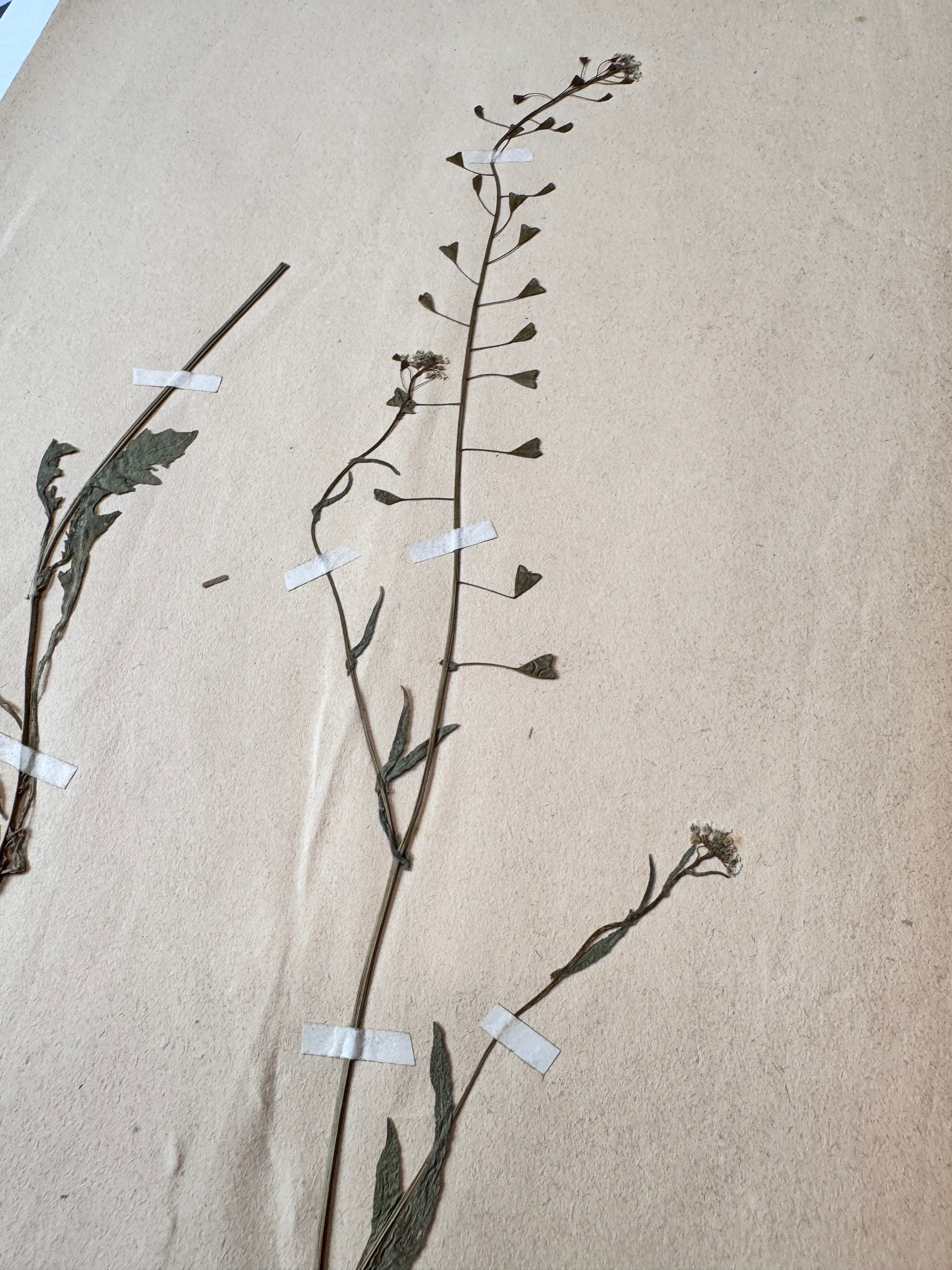 Herbarium Cr 4