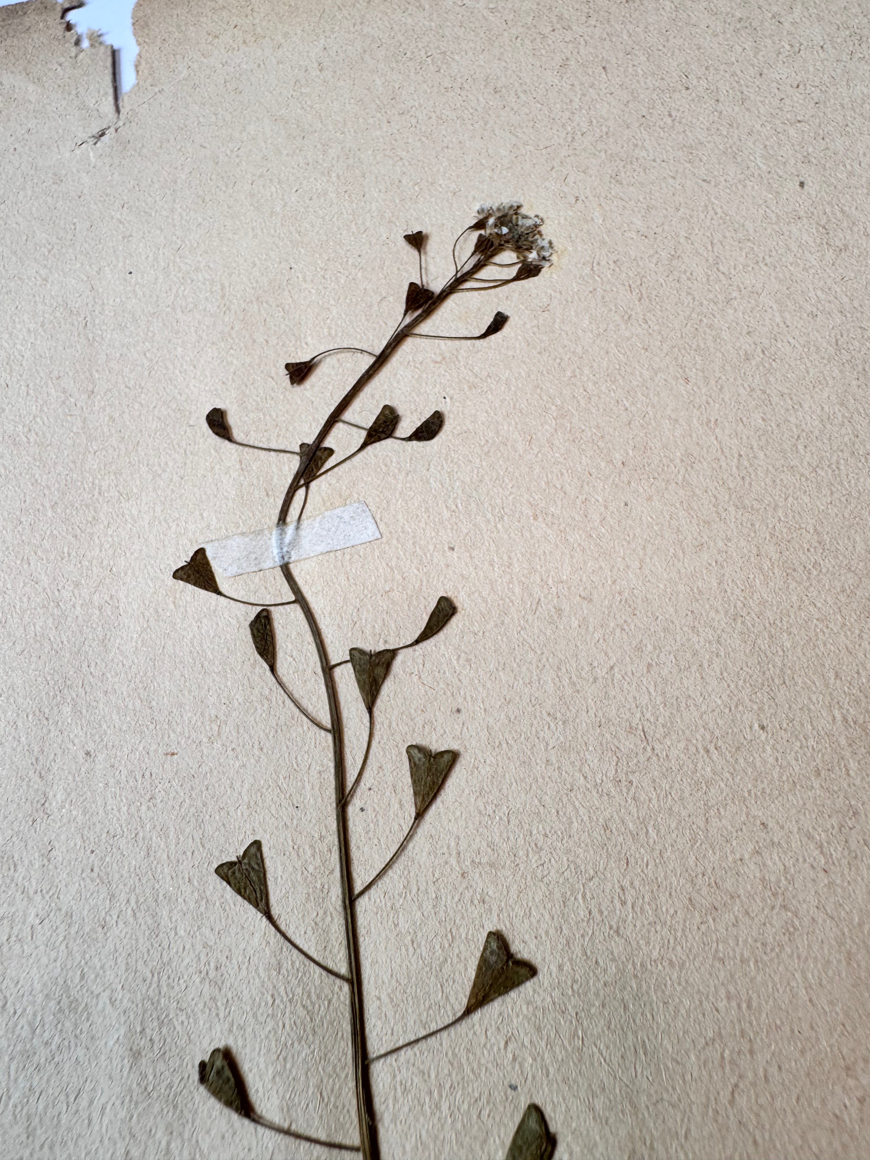 Herbarium Cr 4