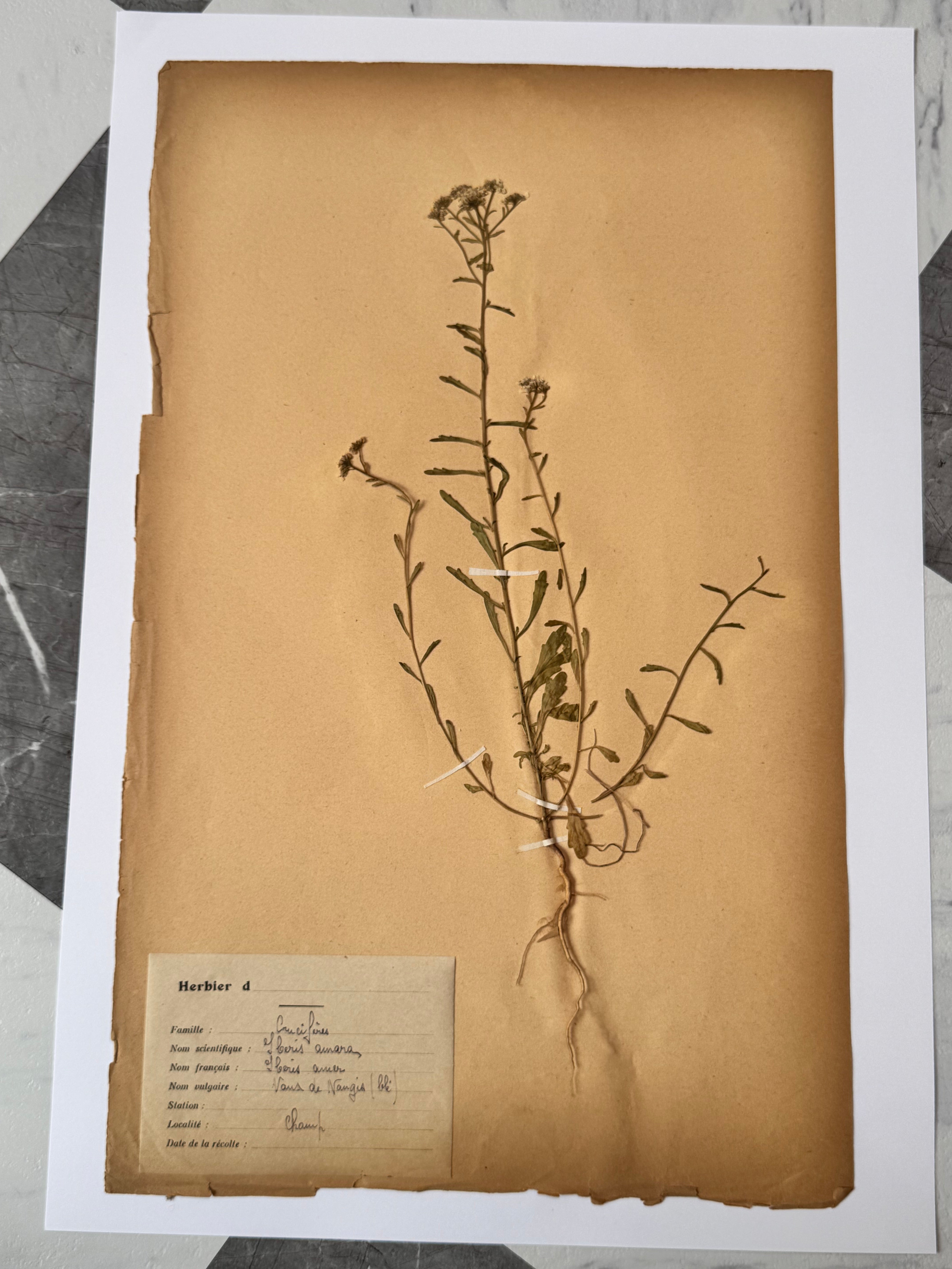 Herbarium Cr 5