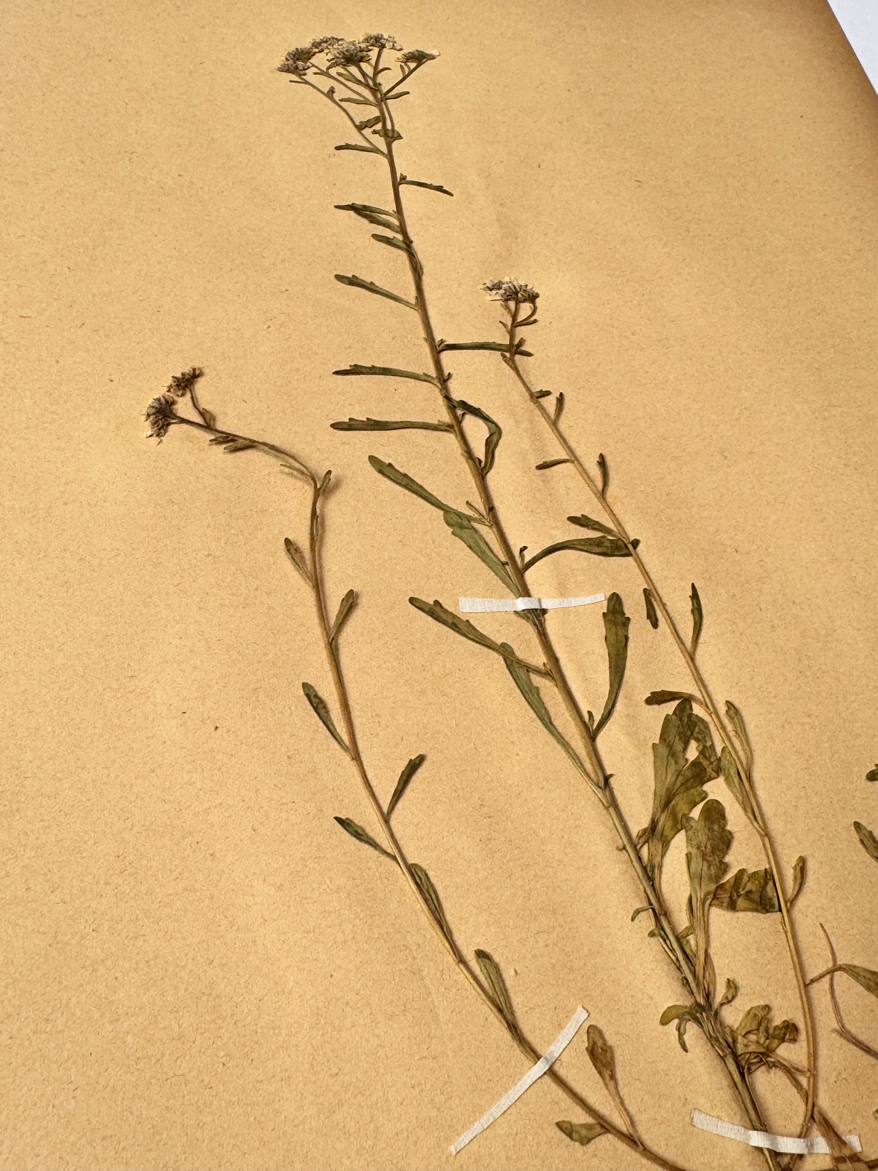 Herbarium Cr 5