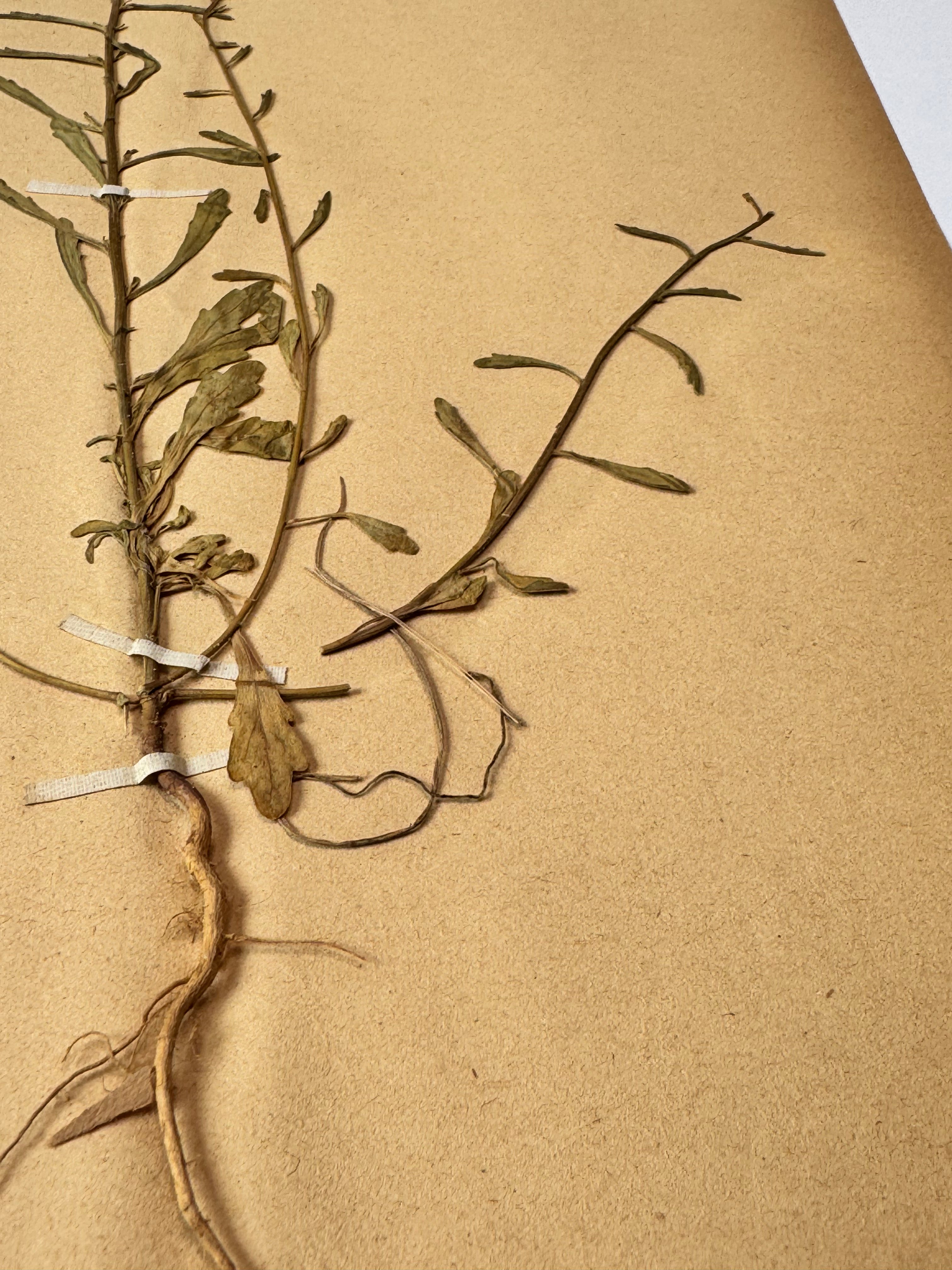 Herbarium Cr 5