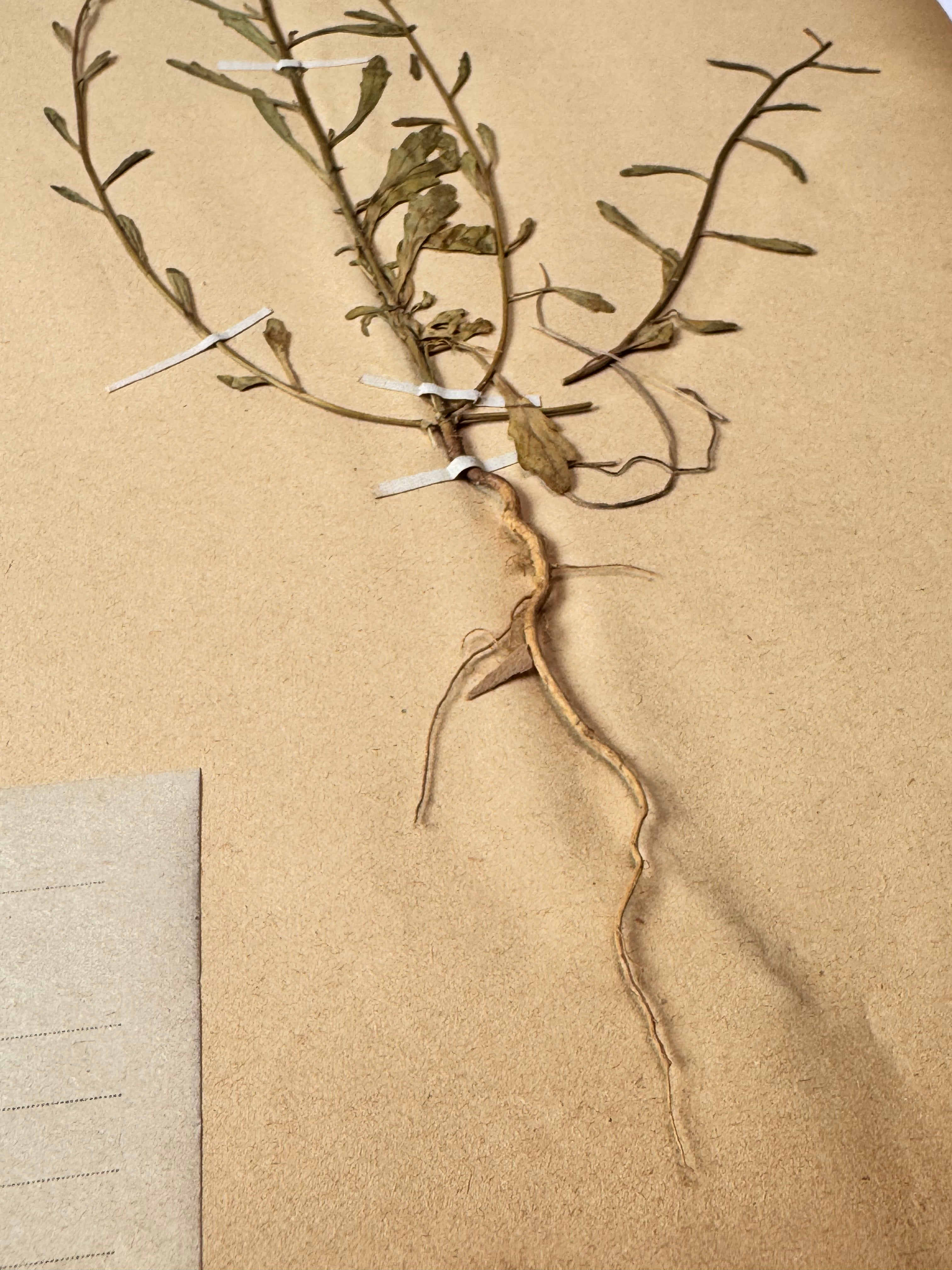 Herbarium Cr 5