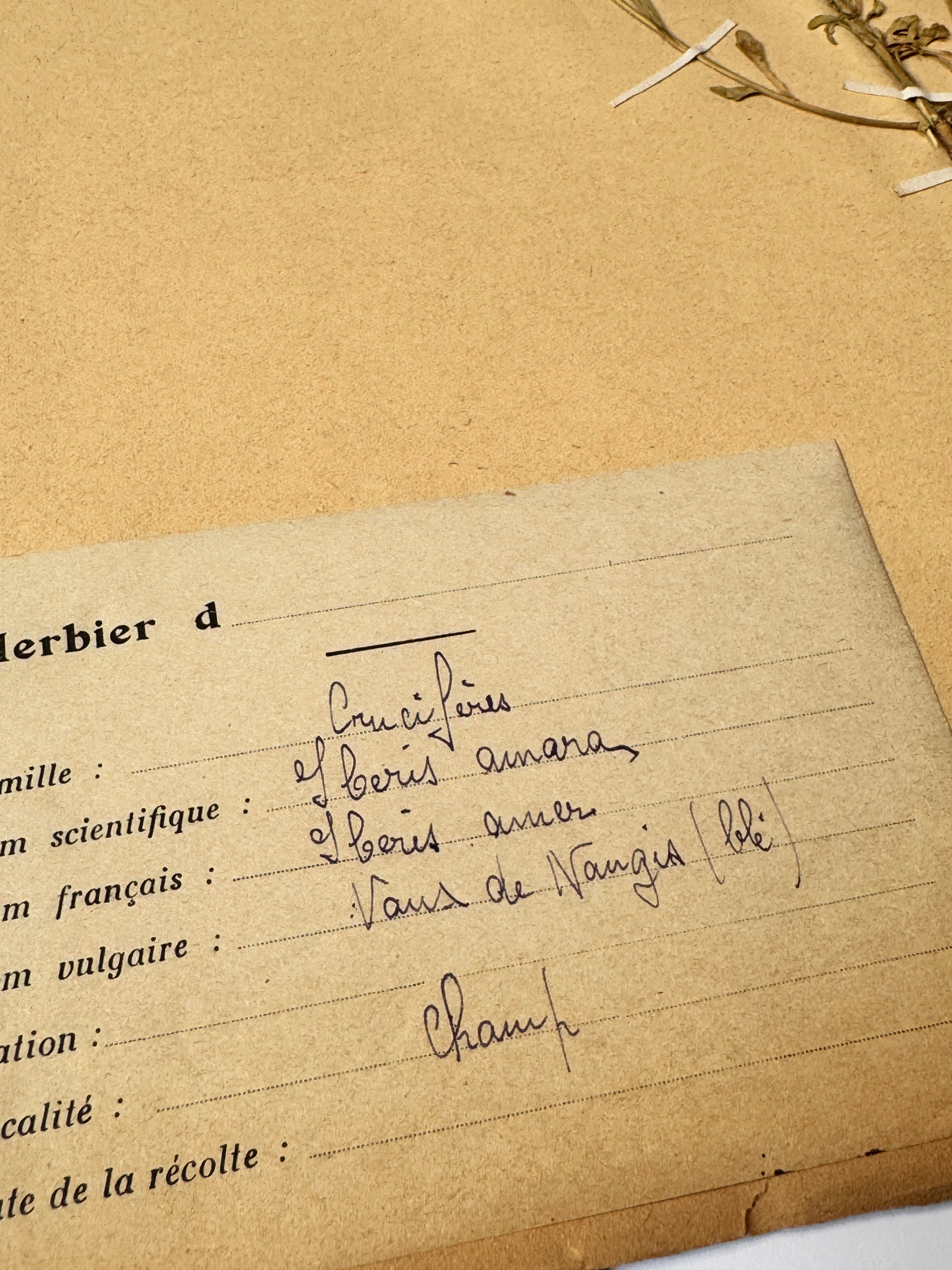 Herbarium Cr 5