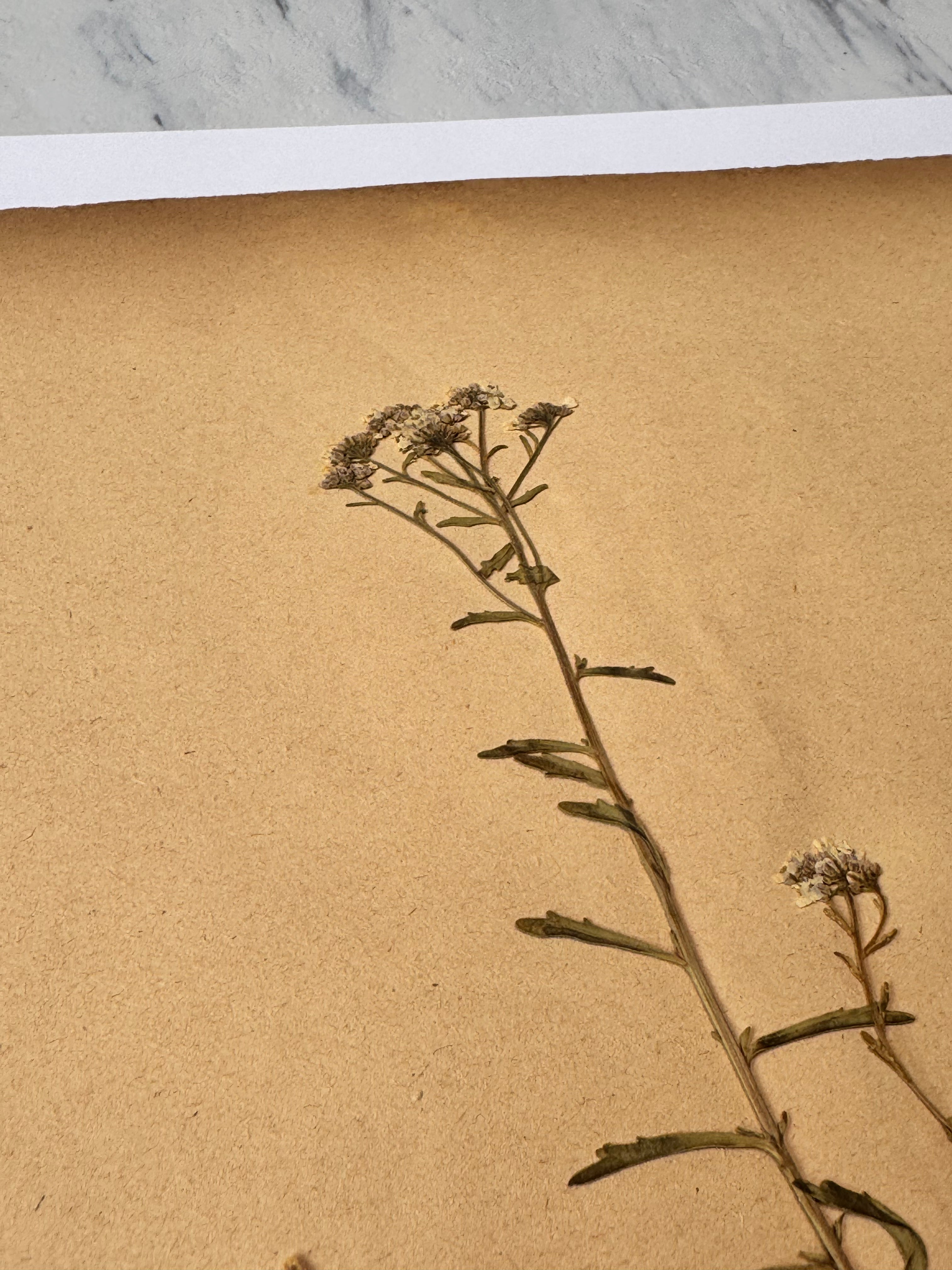 Herbarium Cr 5