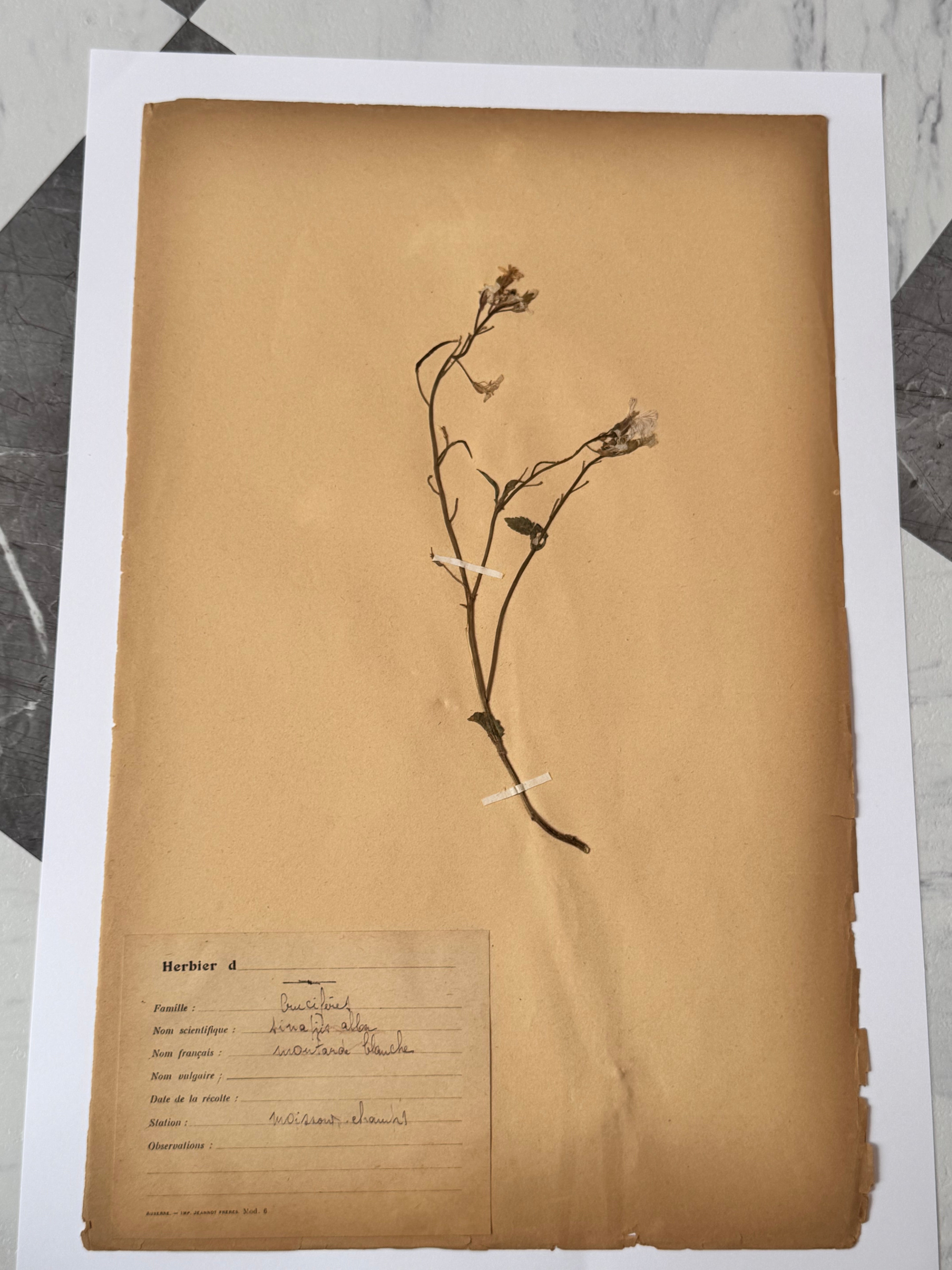 Herbarium Cr 6