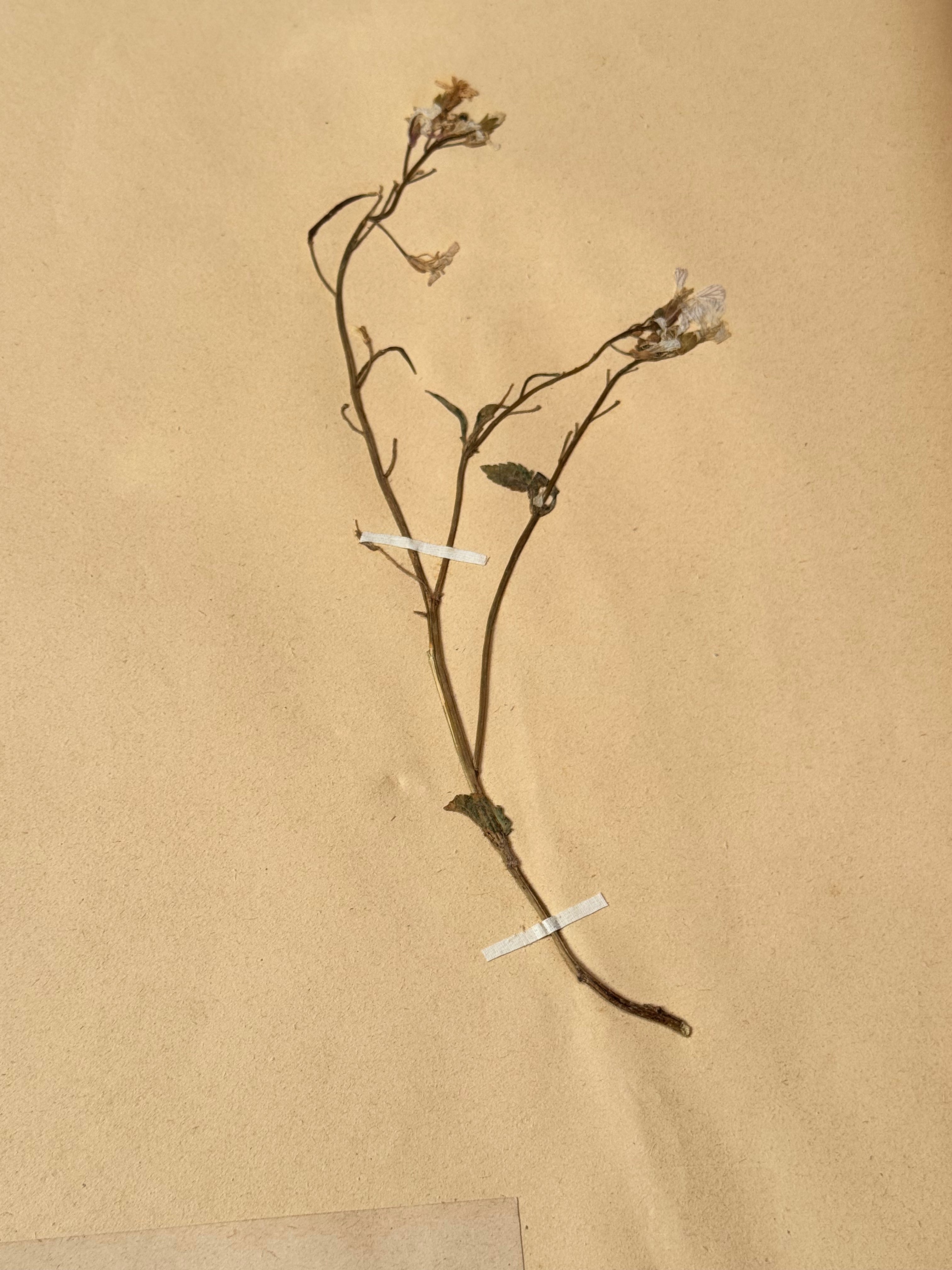 Herbarium Cr 6