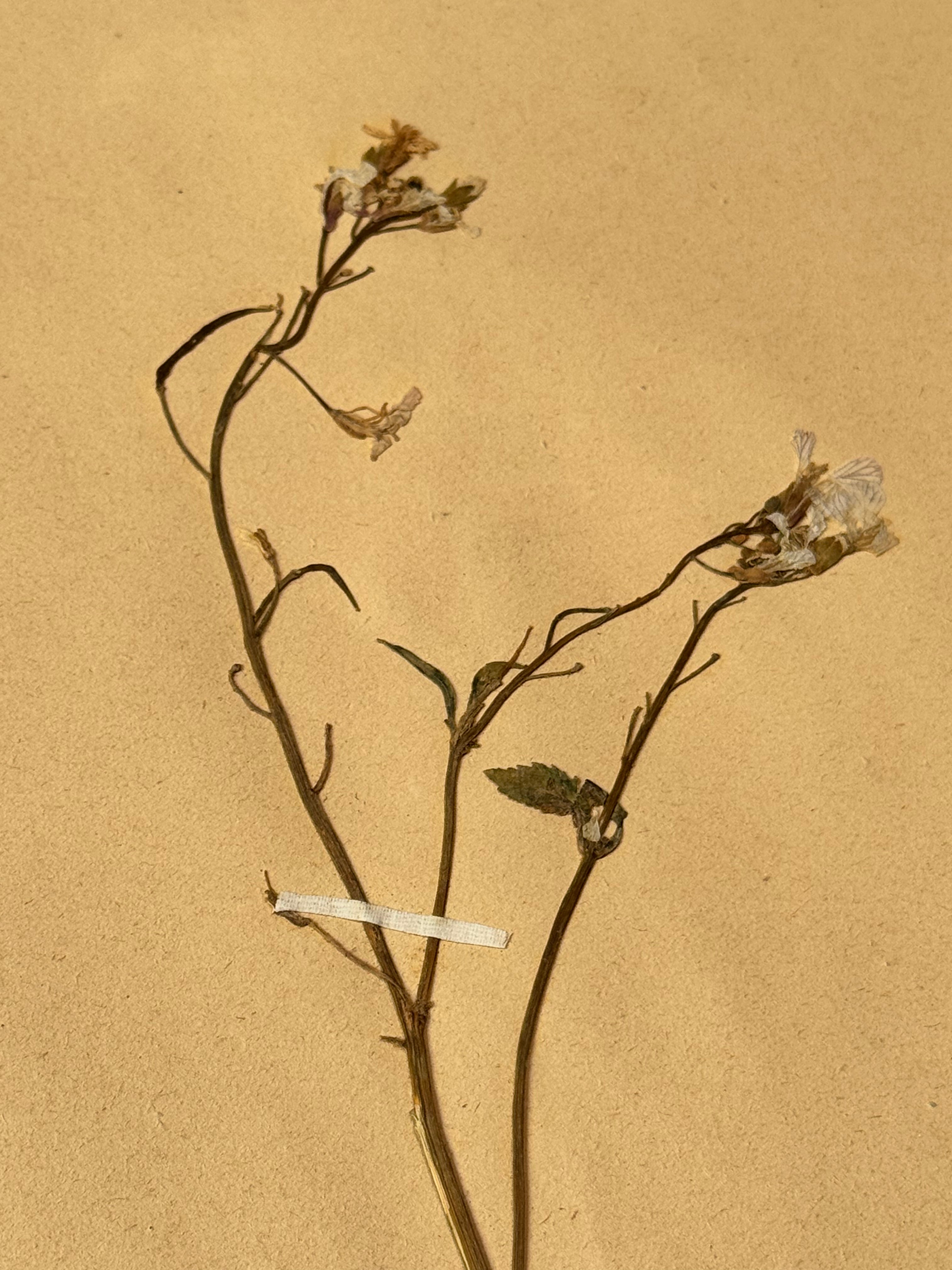 Herbarium Cr 6