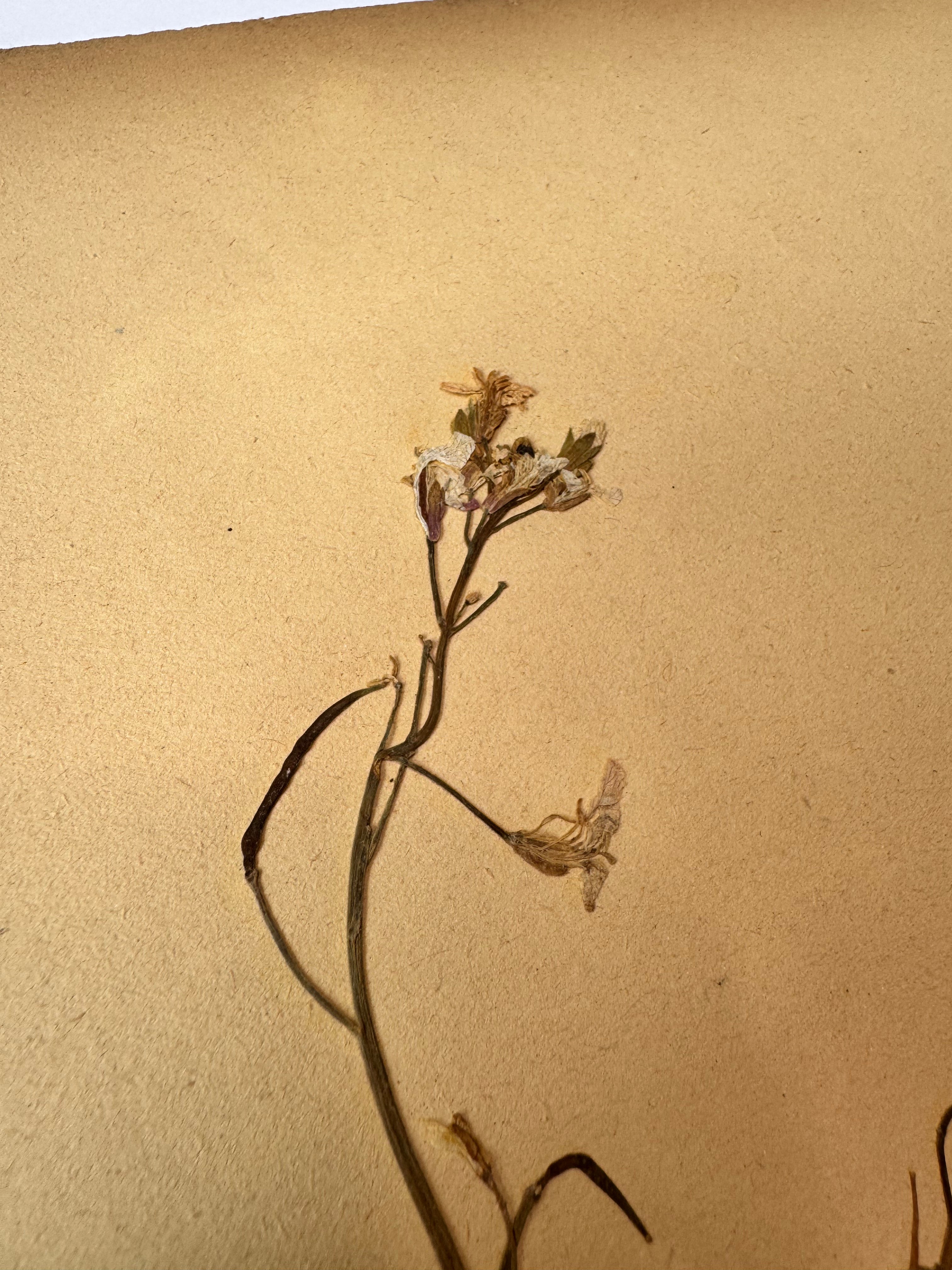 Herbarium Cr 6