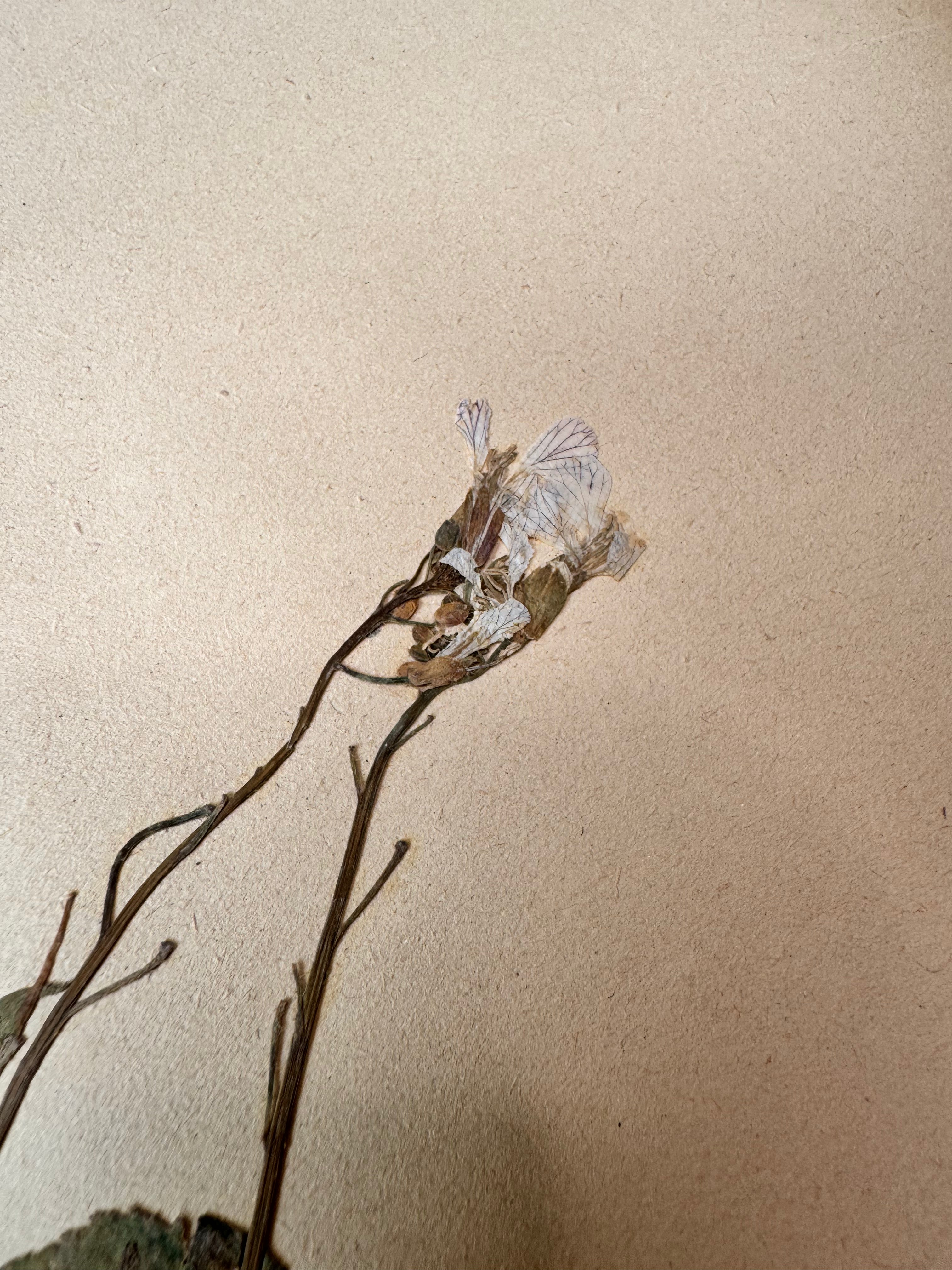 Herbarium Cr 6