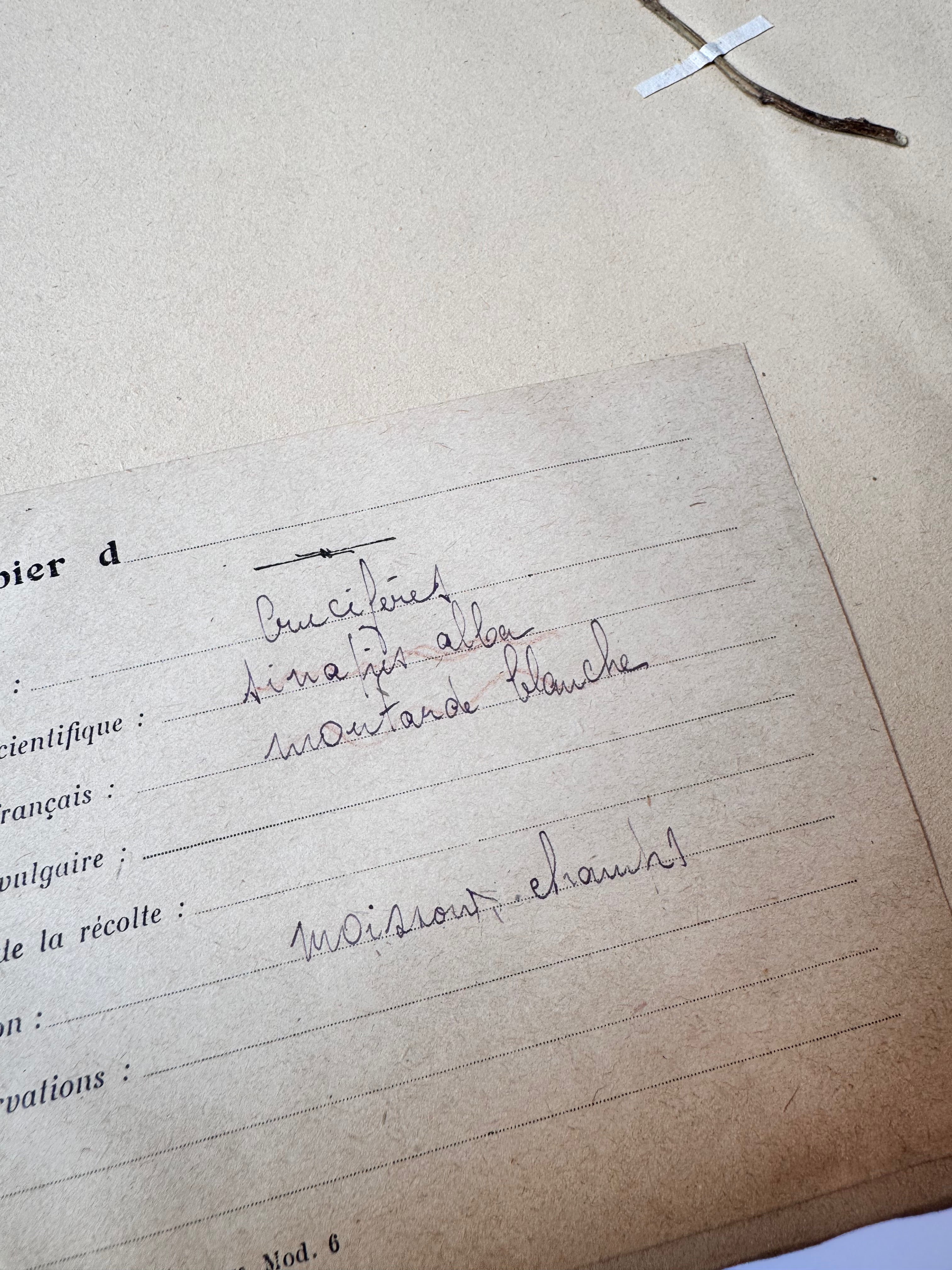 Herbarium Cr 6