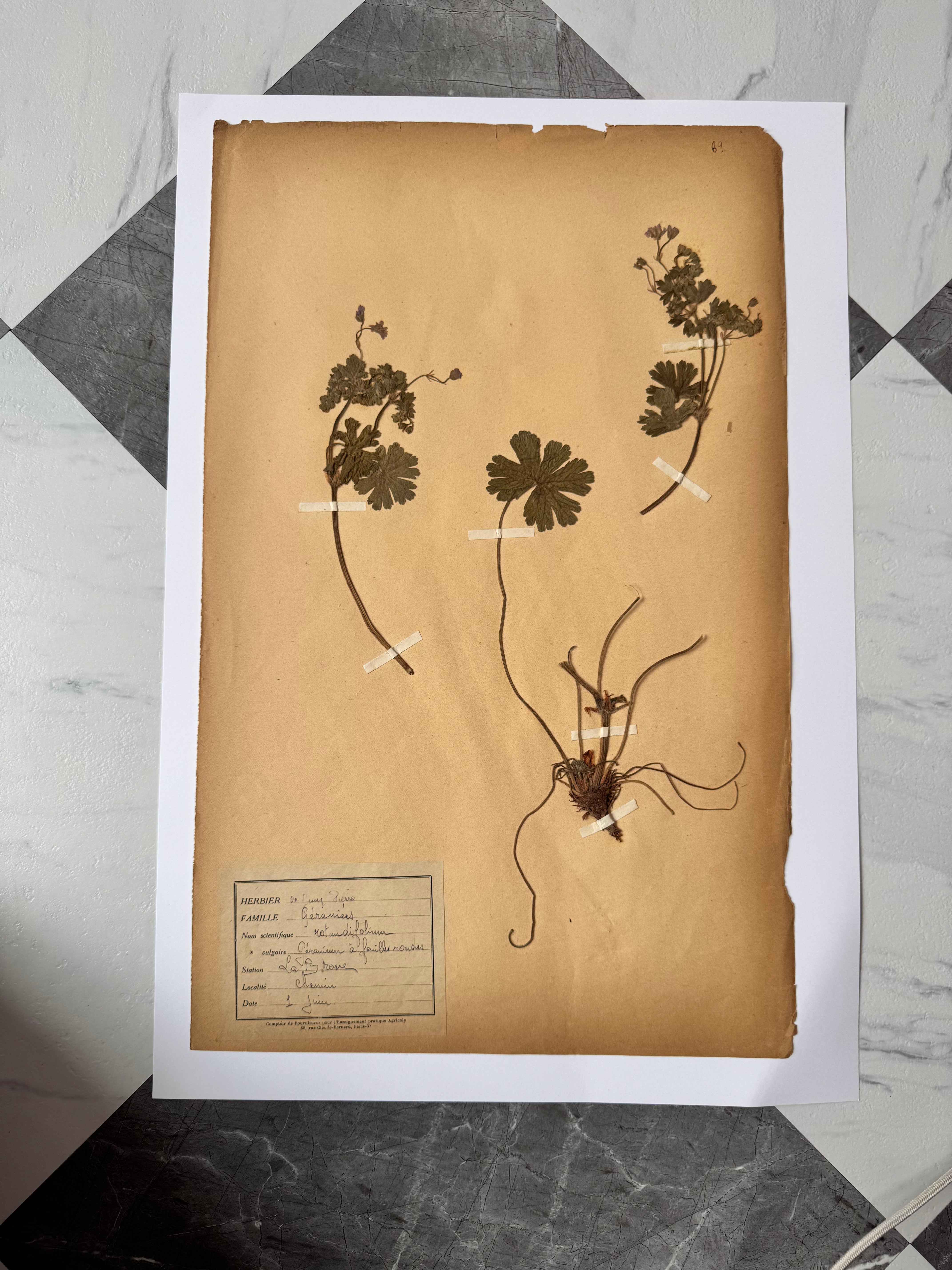 Herbarium Ge 1