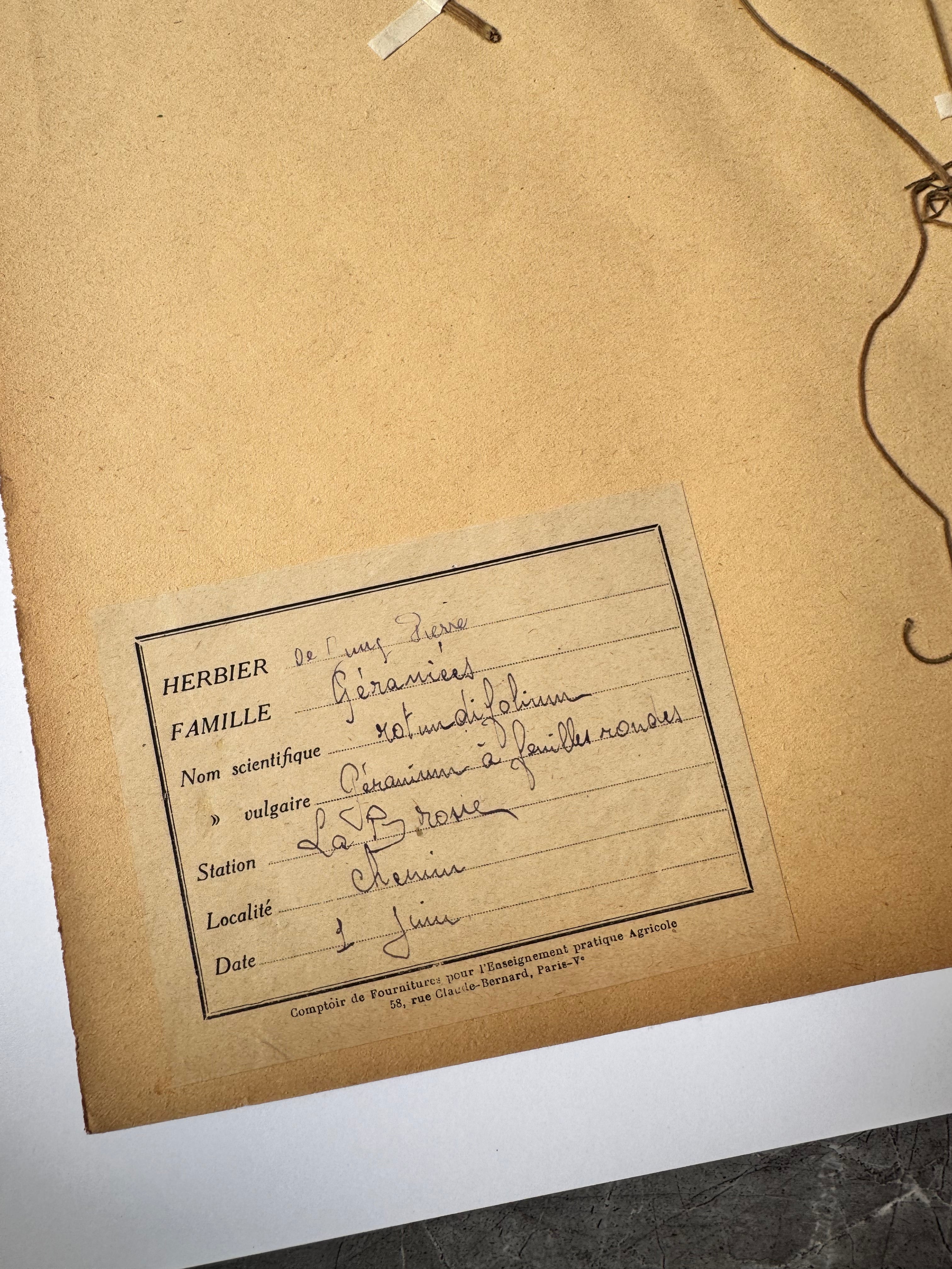 Herbarium Ge 1