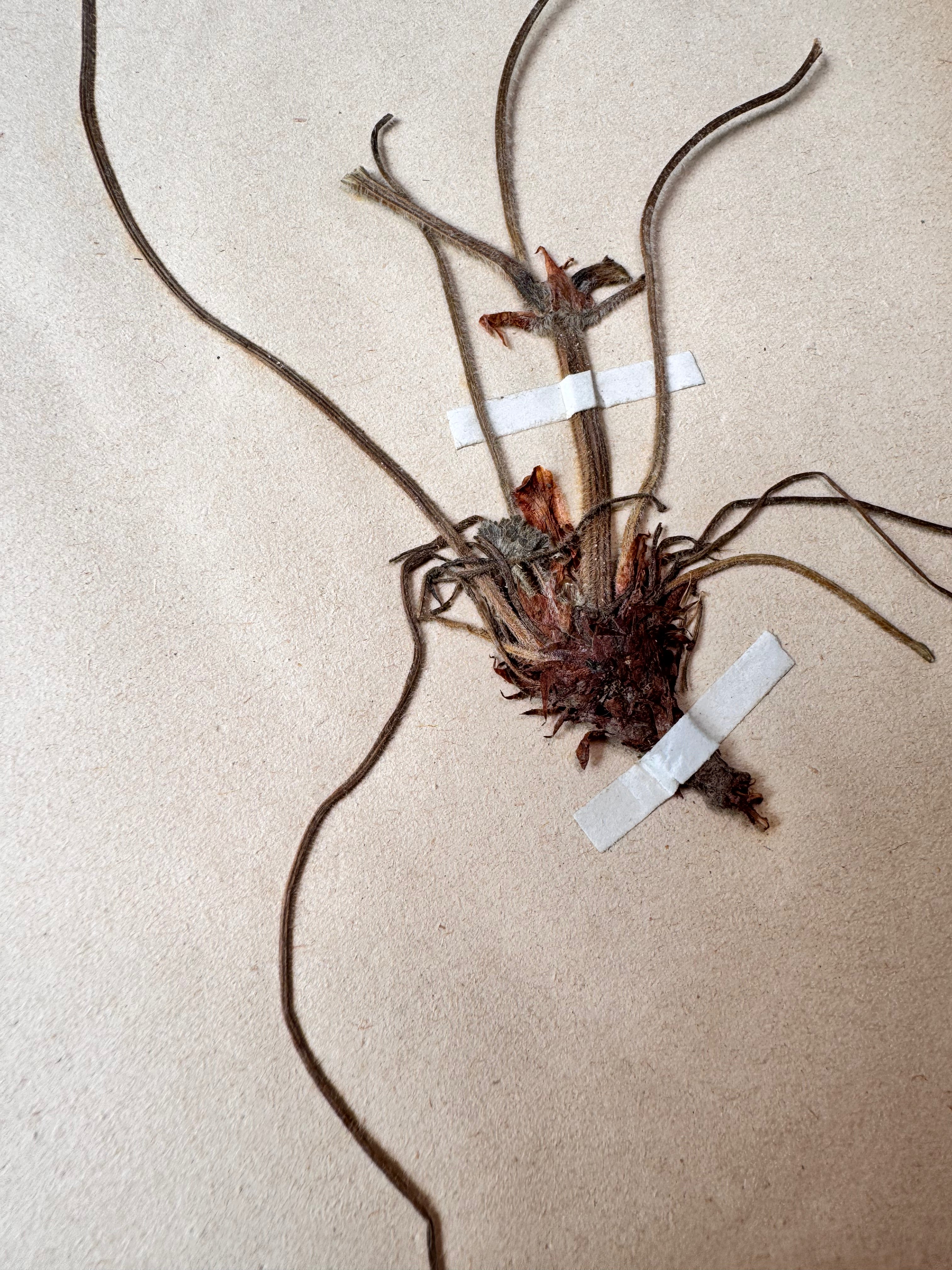 Herbarium Ge 1