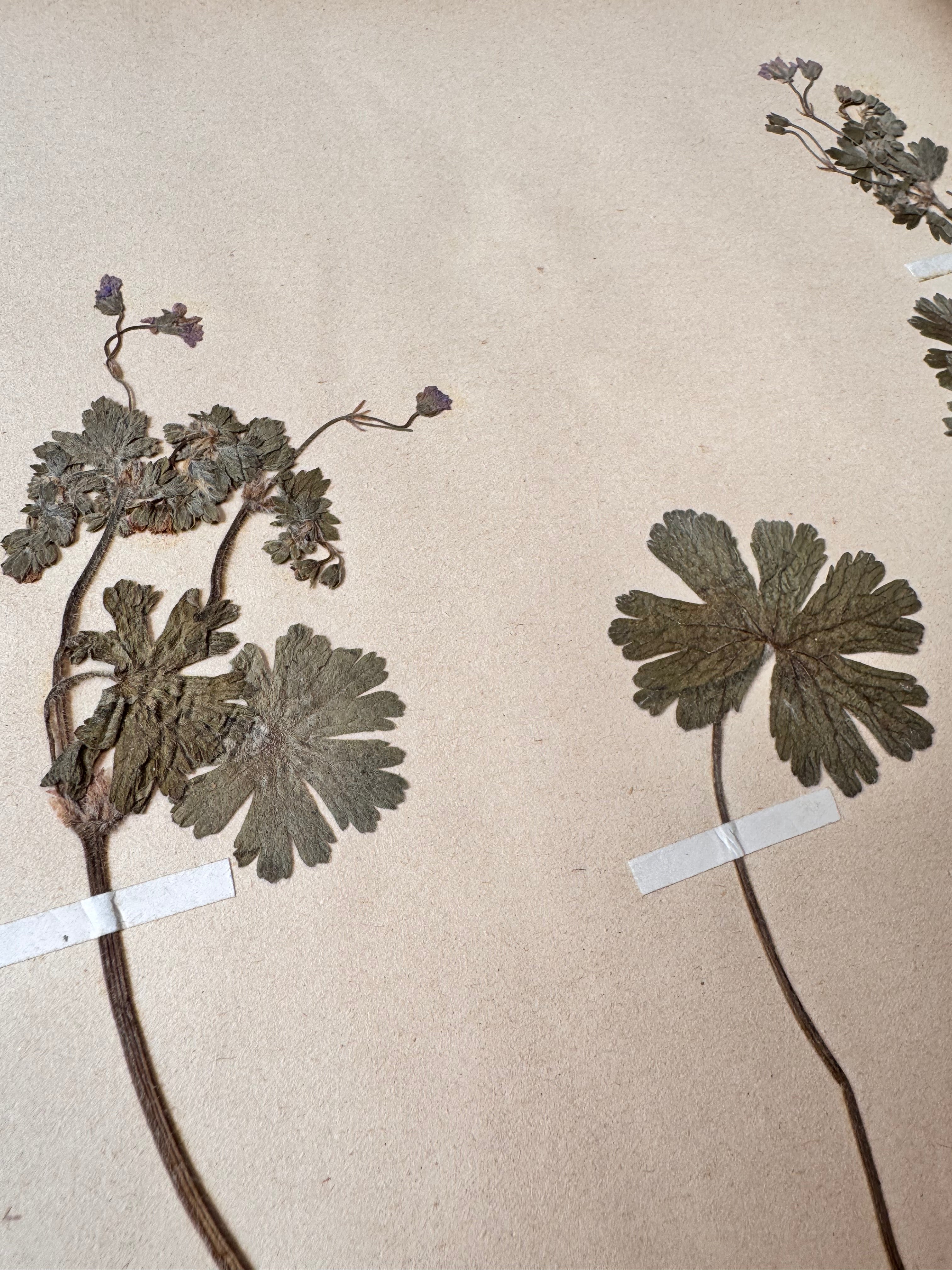 Herbarium Ge 1