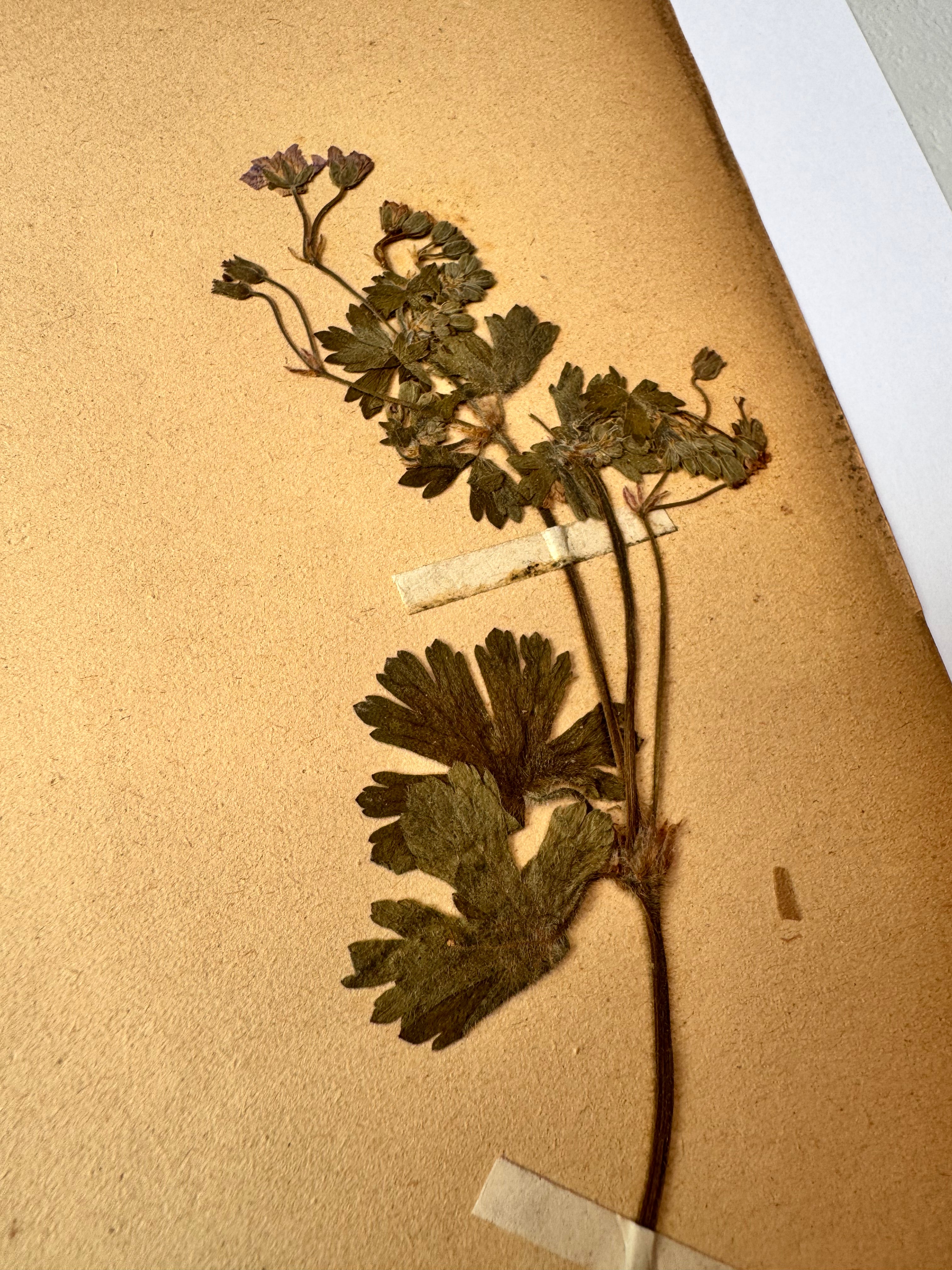Herbarium Ge 1