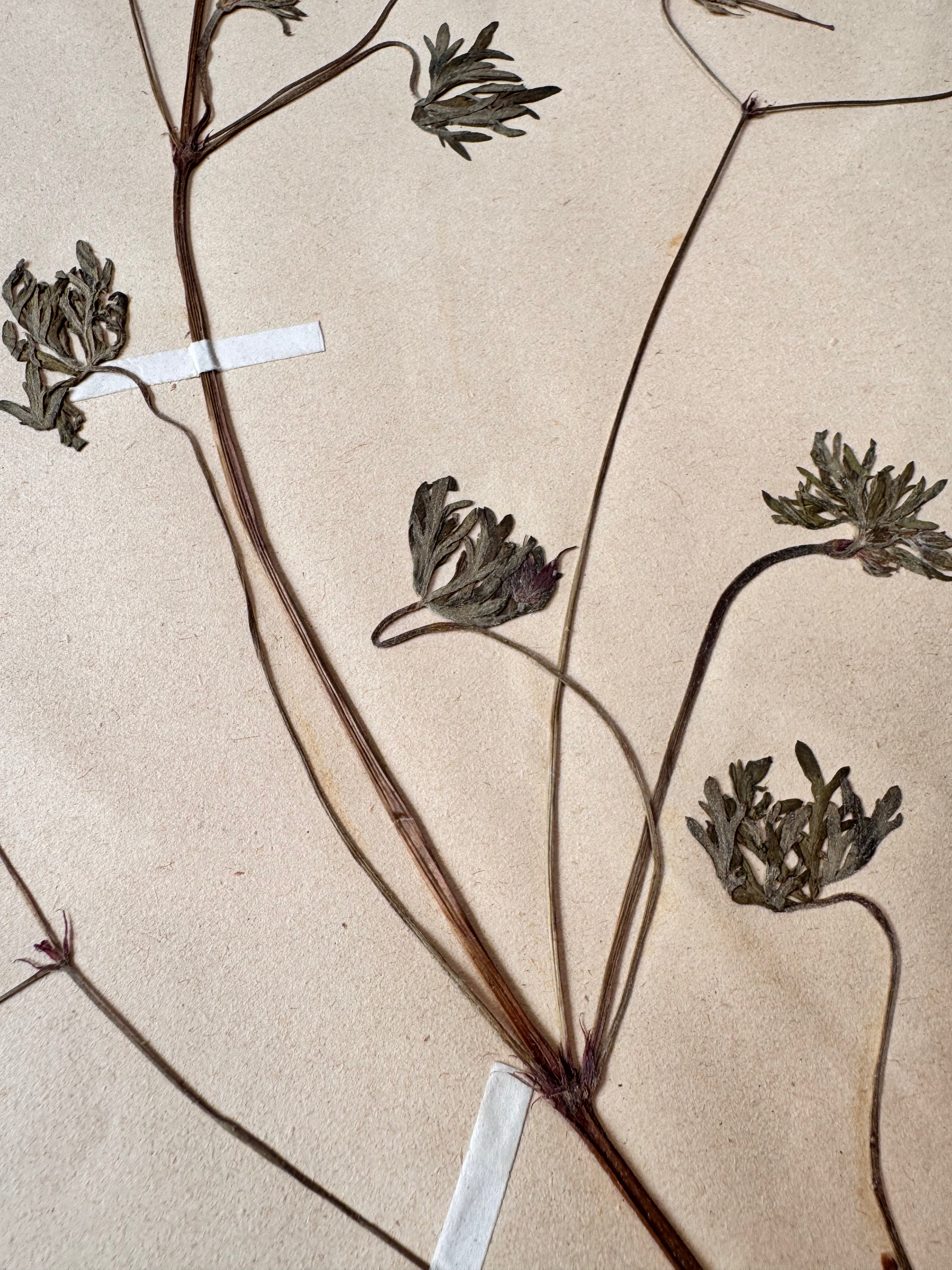 Herbarium Ge 2