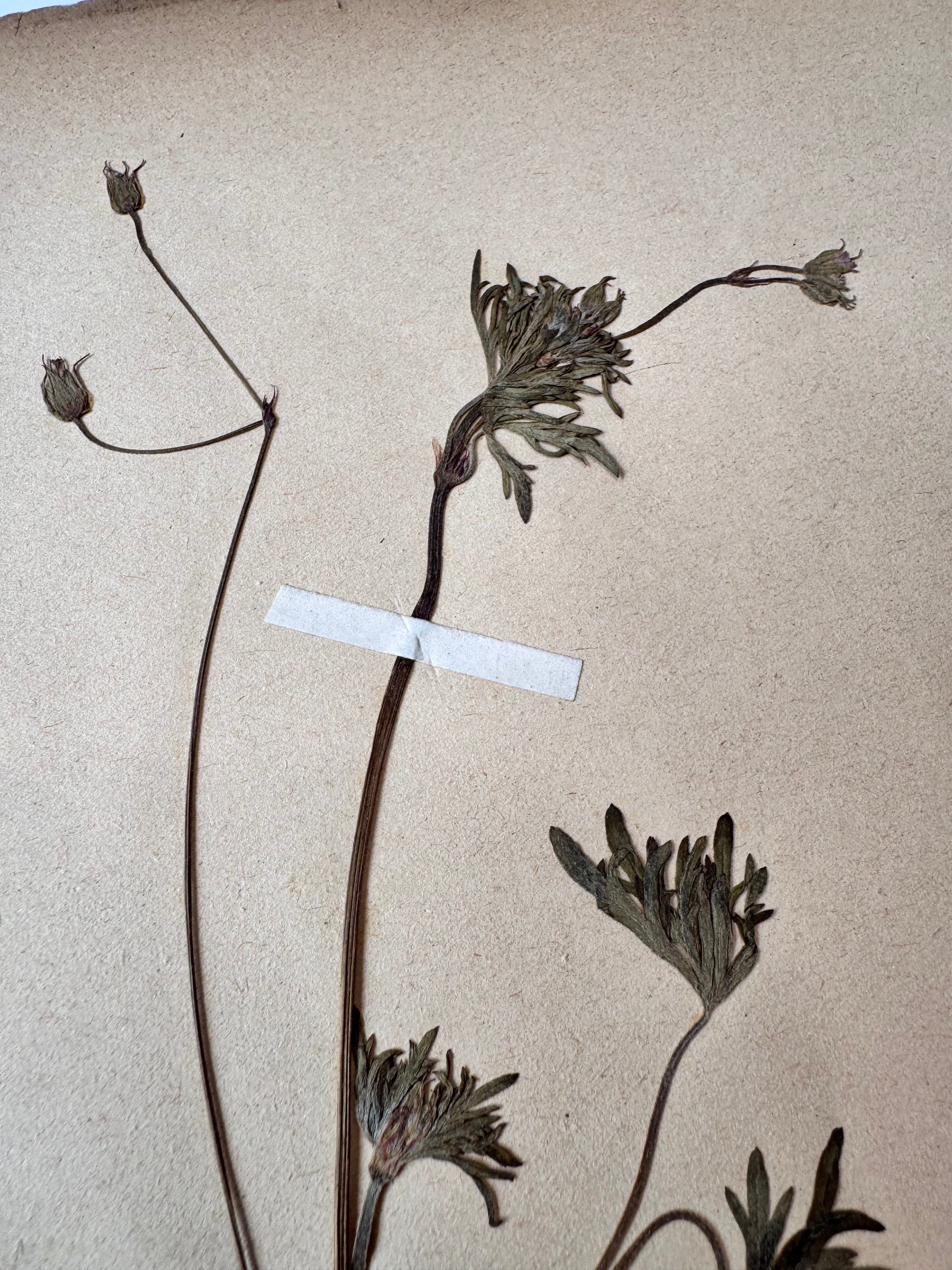 Herbarium Ge 2