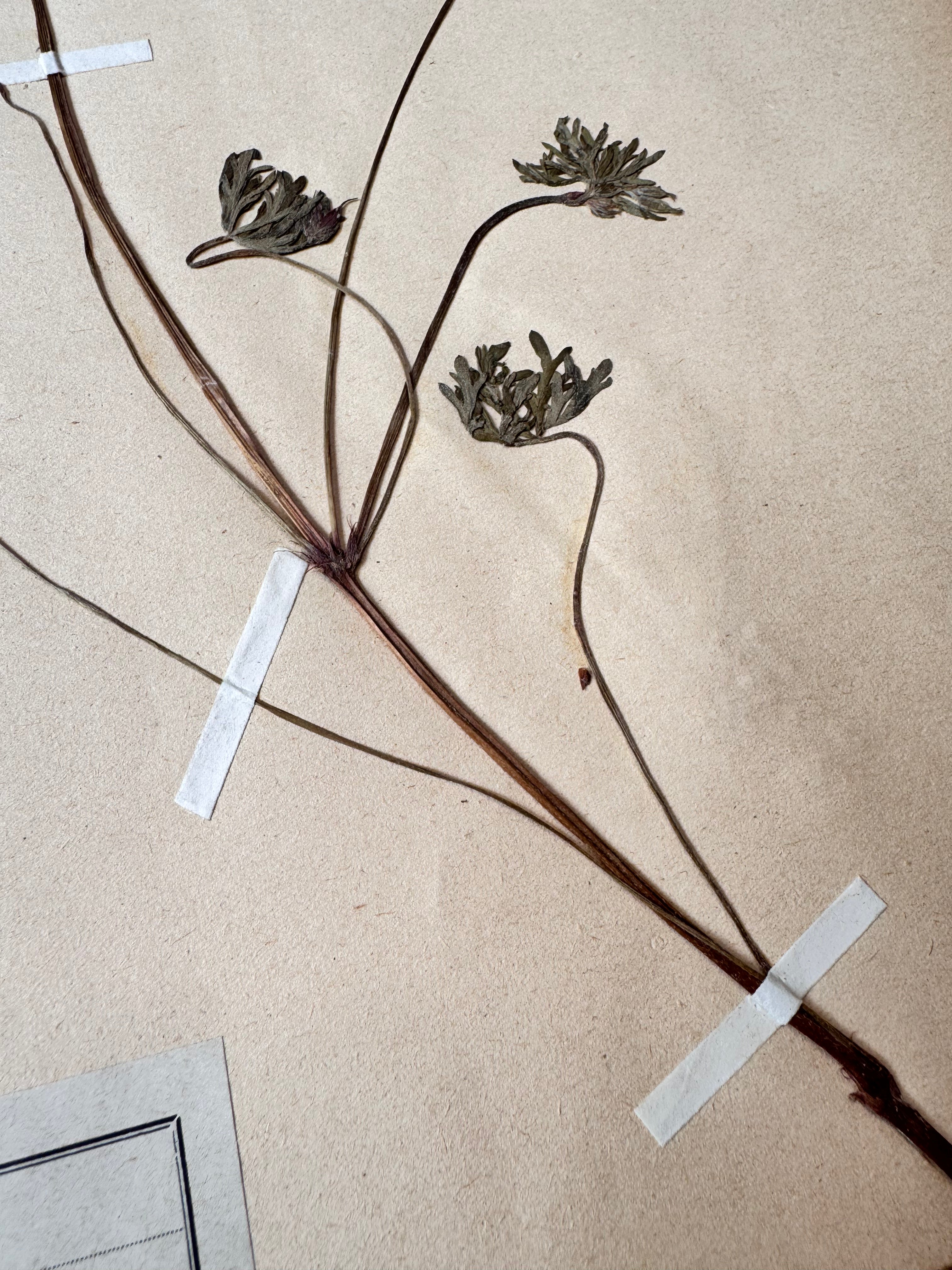 Herbarium Ge 2
