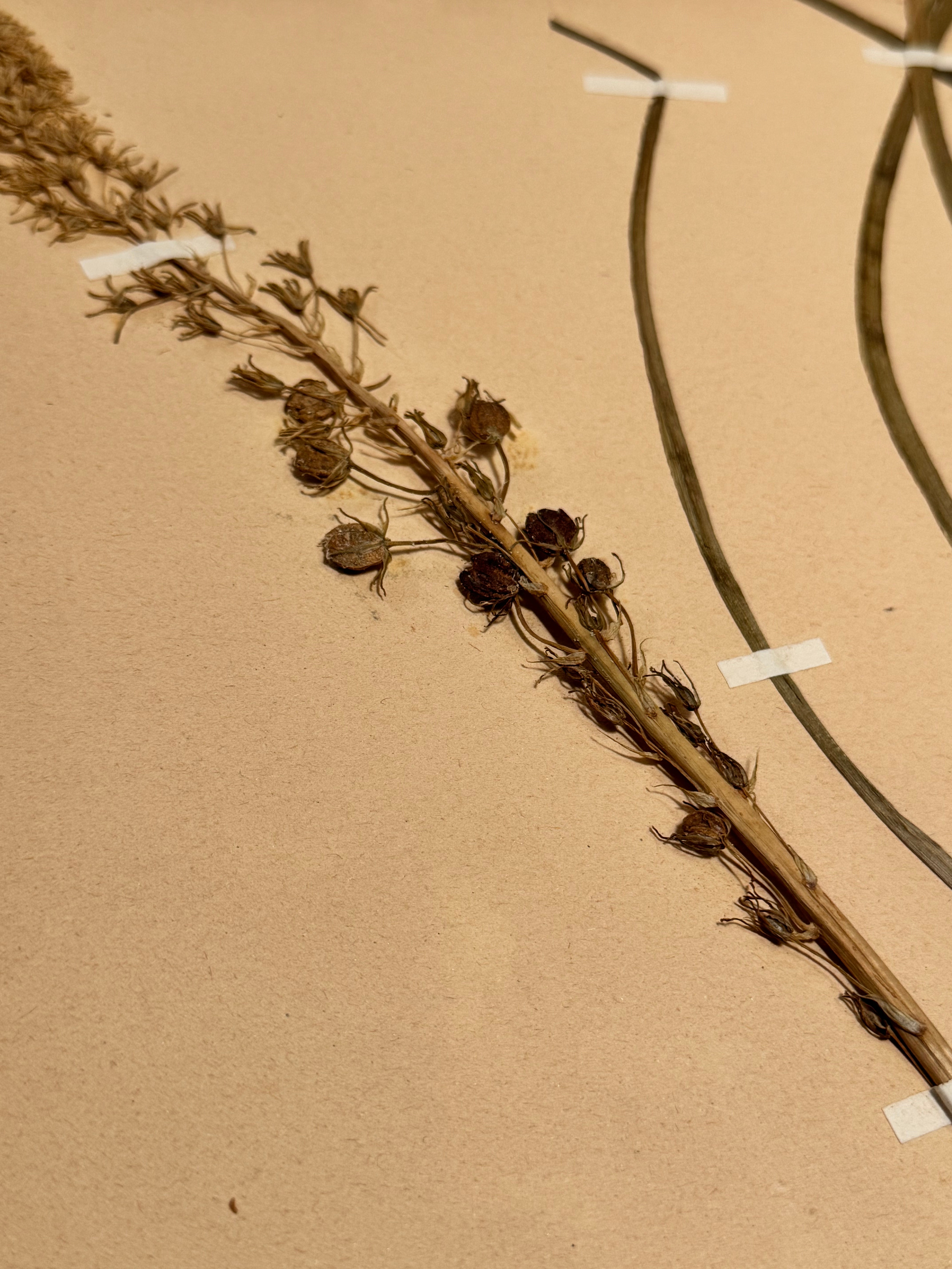 Herbarium lil 1