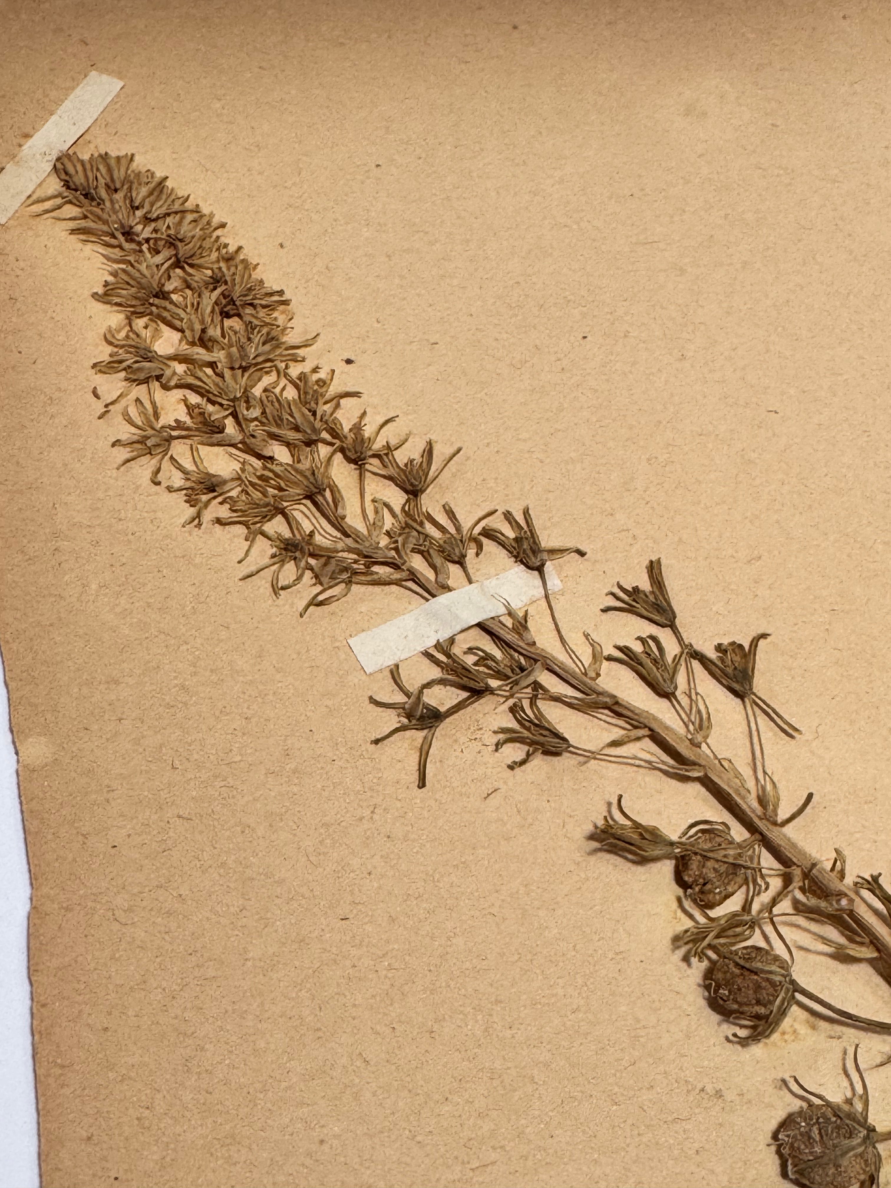 Herbarium lil 1