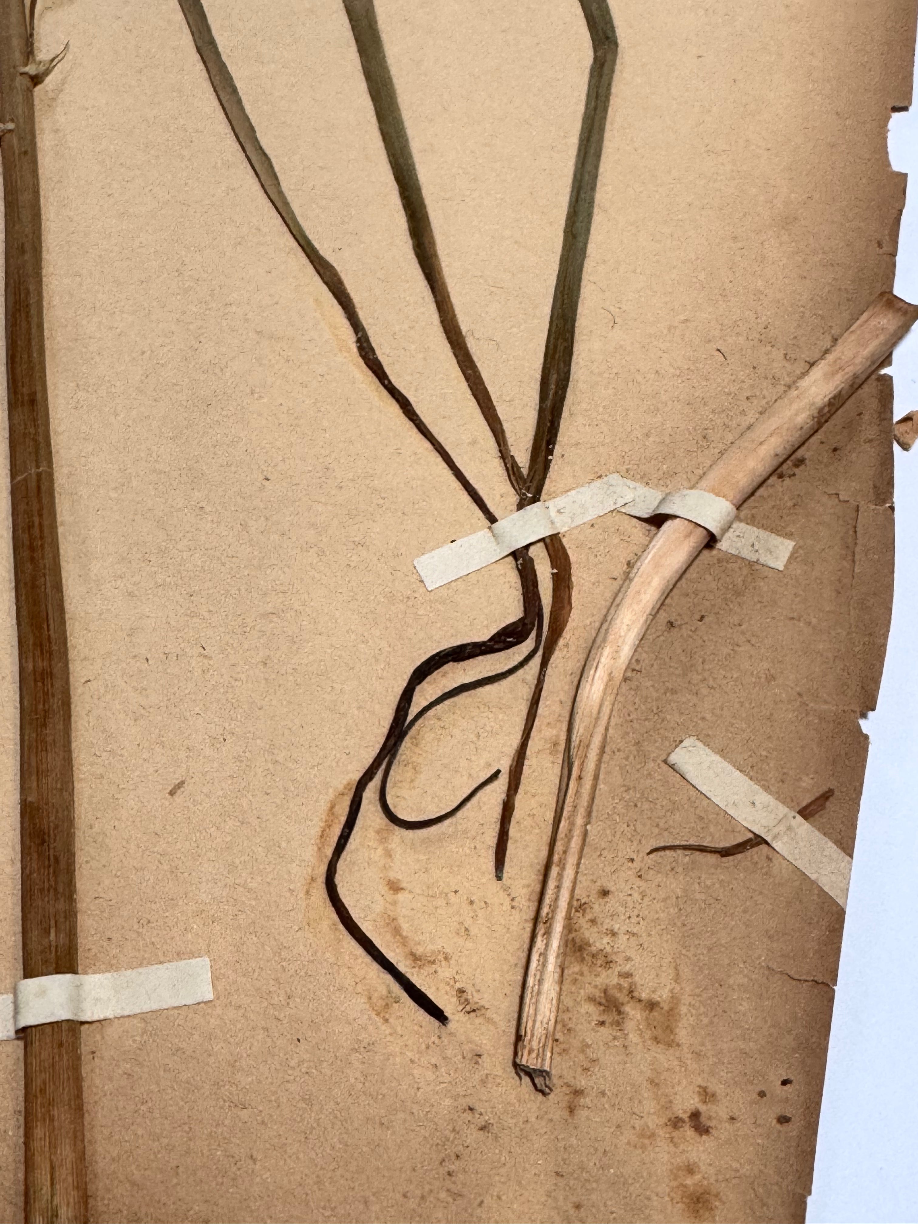 Herbarium lil 1