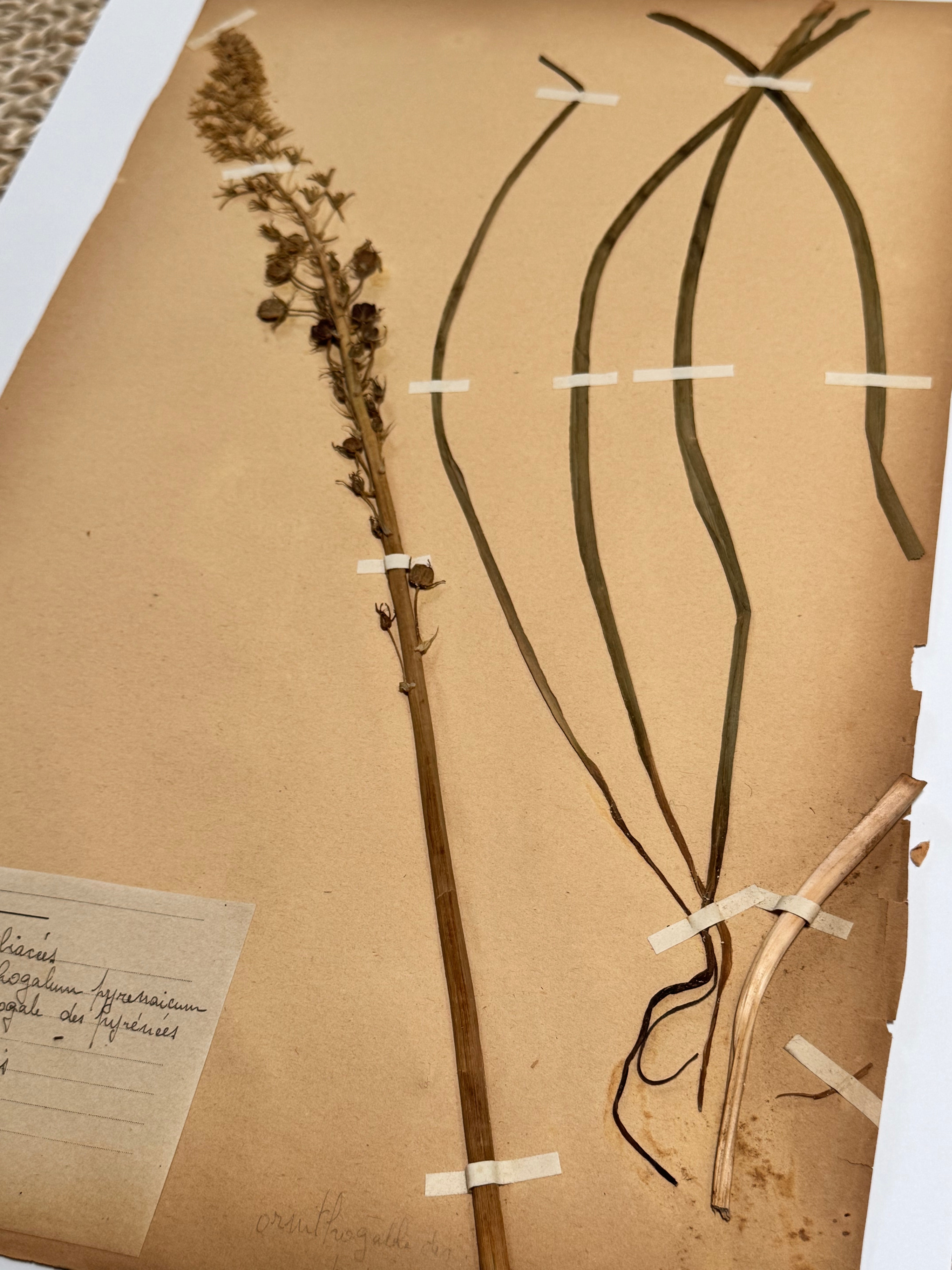 Herbarium lil 1
