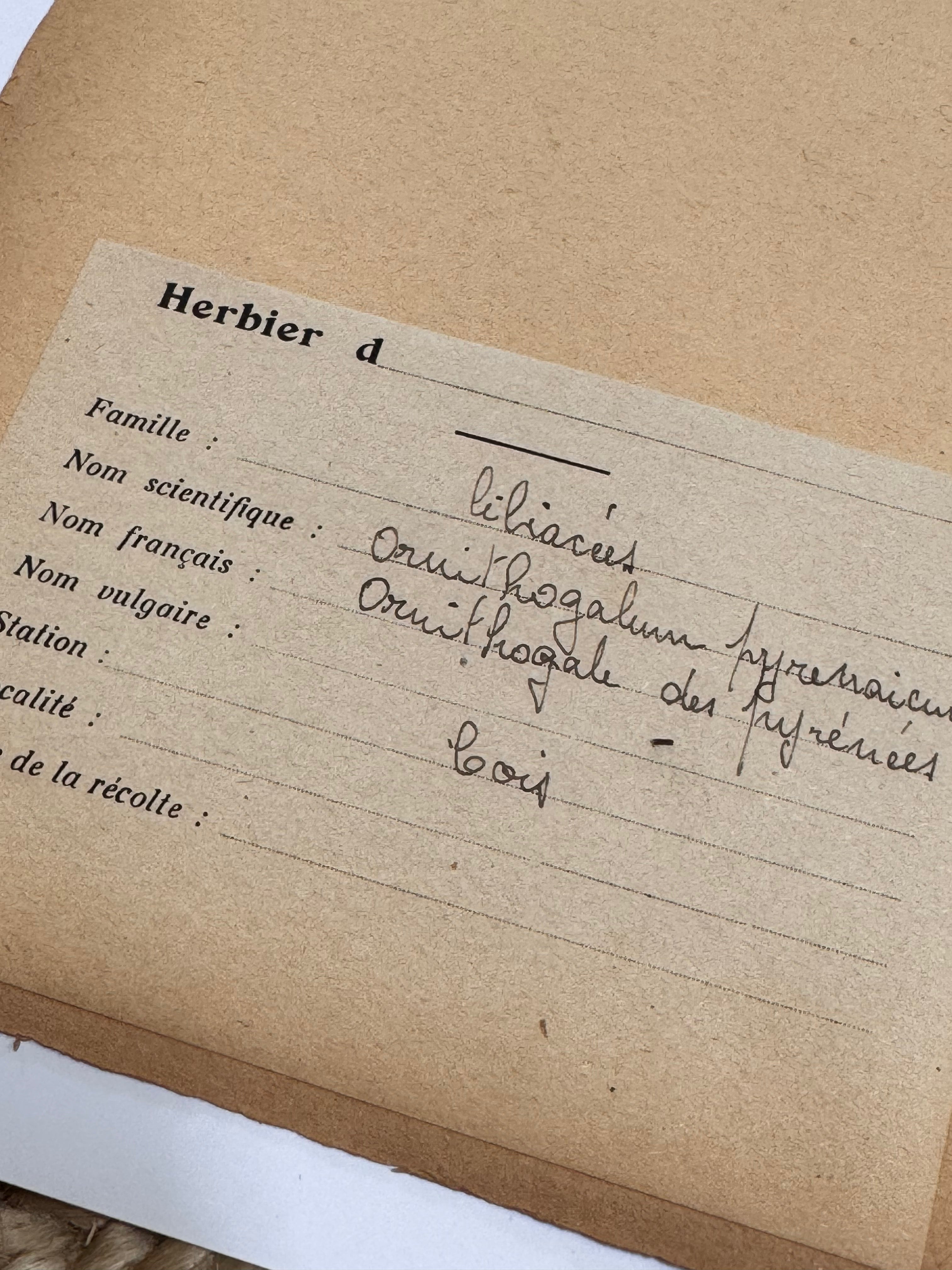 Herbarium lil 1