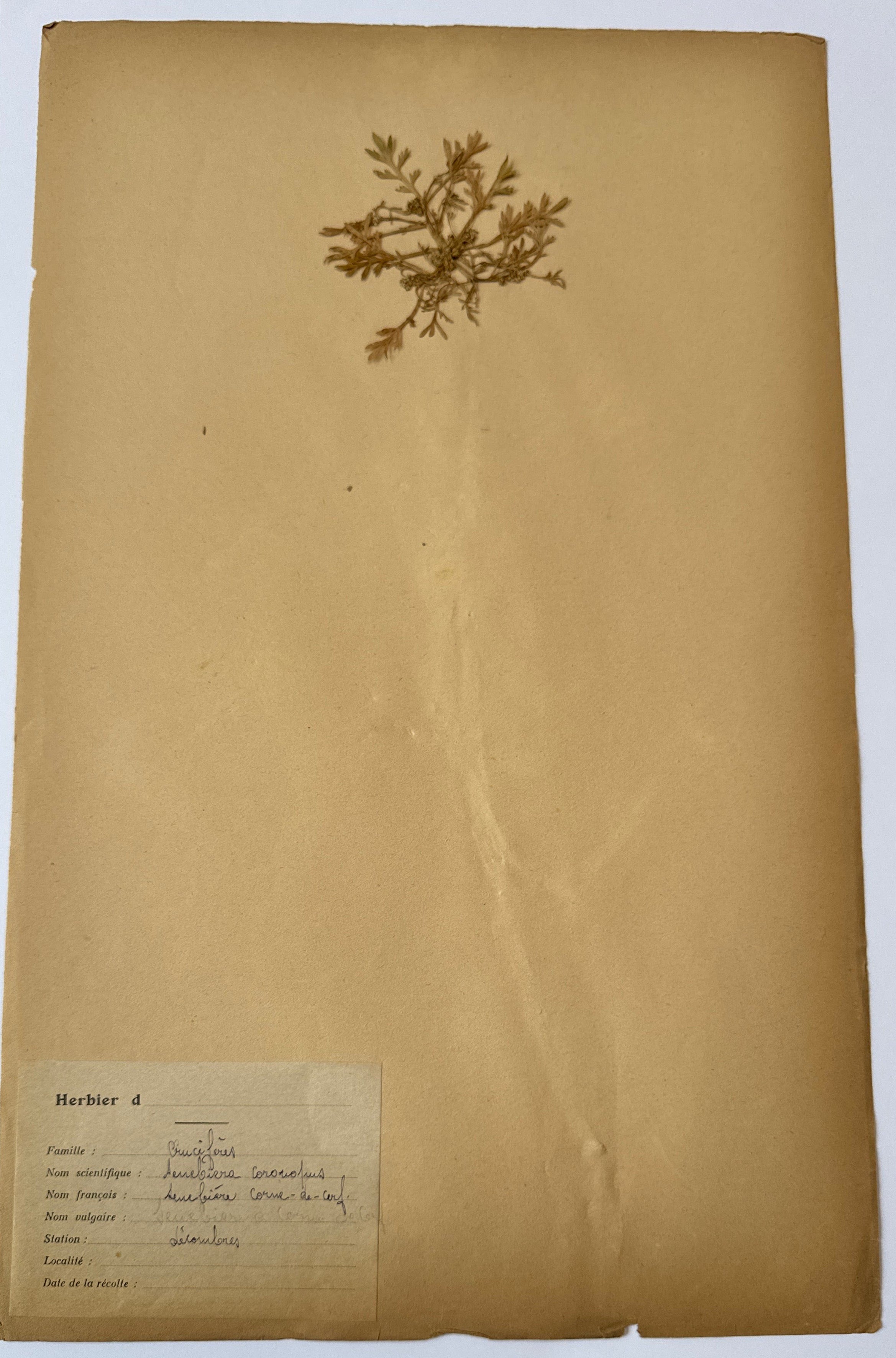Herbarium Cr 1