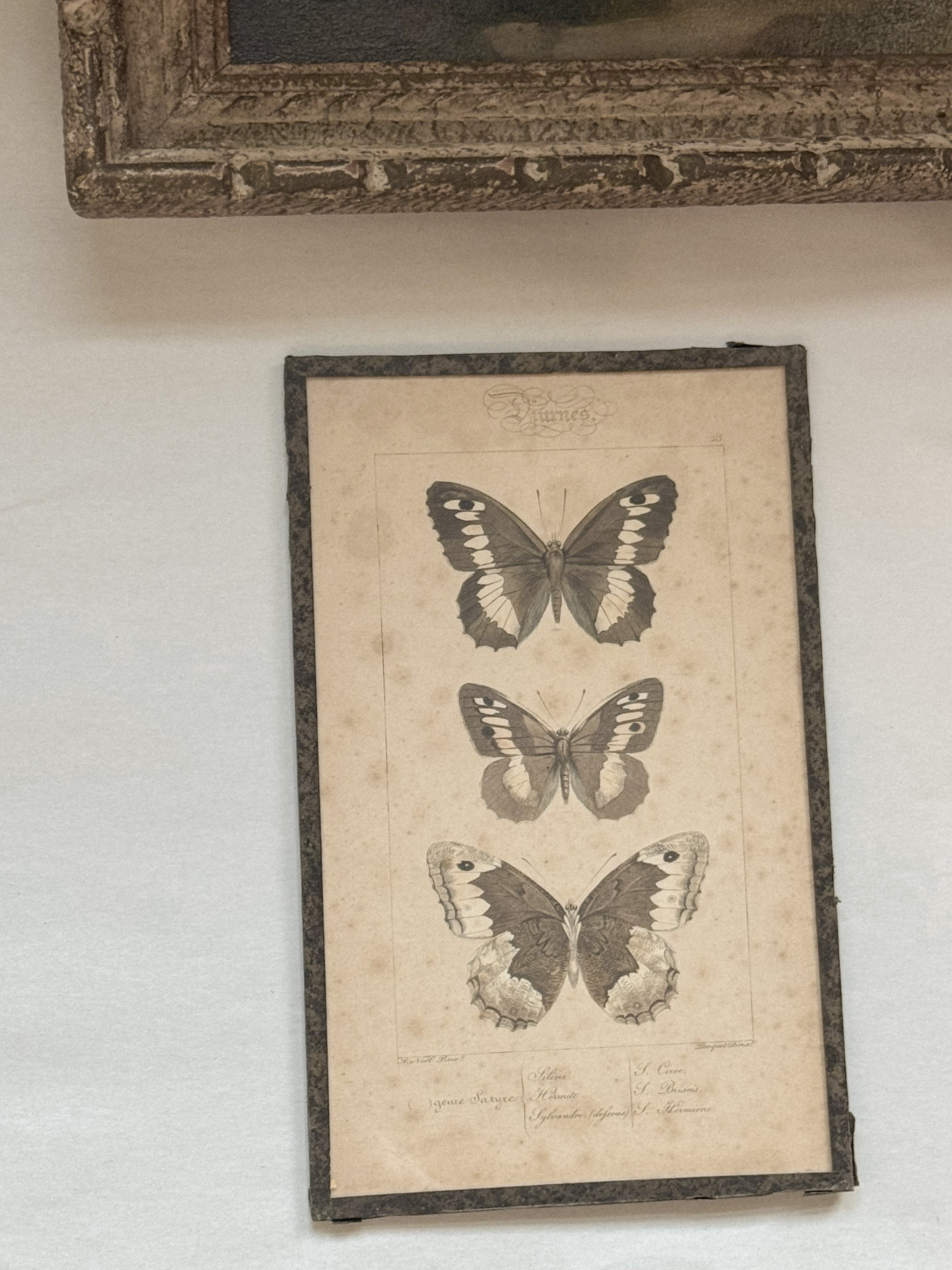 Framed Hand-Colored French Butterfly Engraving, c. 1820–1850