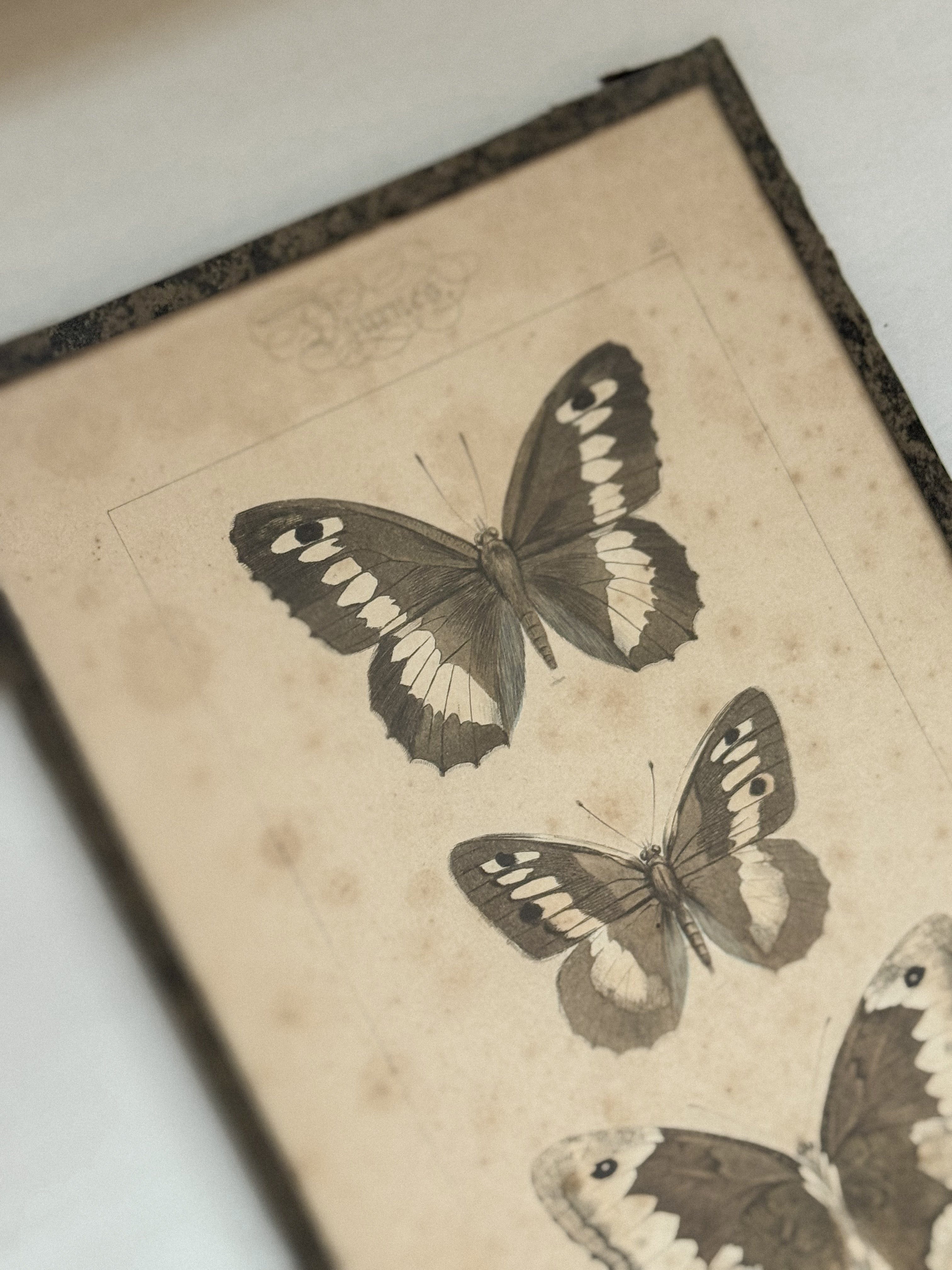 Framed Hand-Colored French Butterfly Engraving, c. 1820–1850