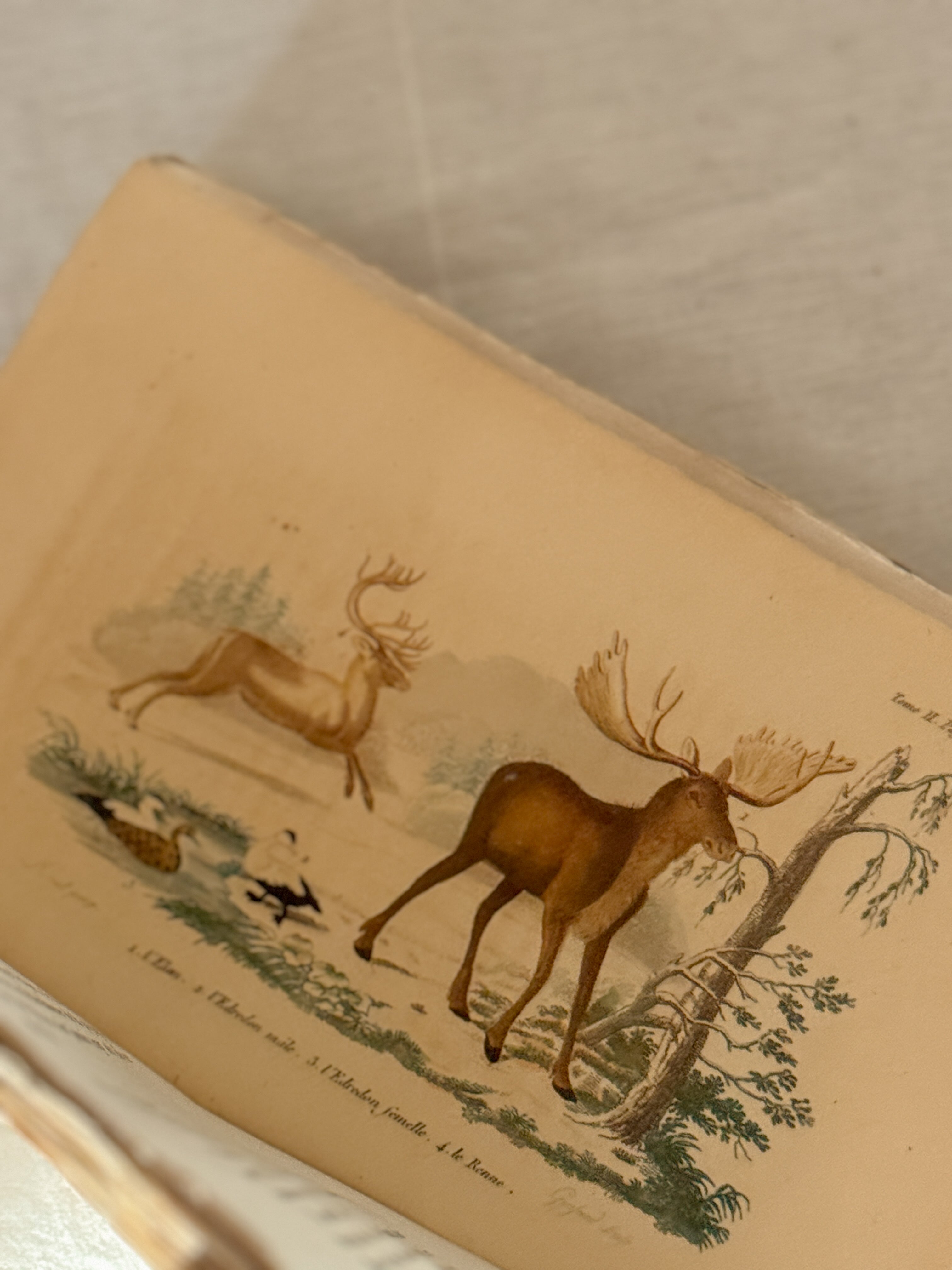Antique French Natural History Book with Hand-Colored Plates, Lettres à Sophie, Paris 1822