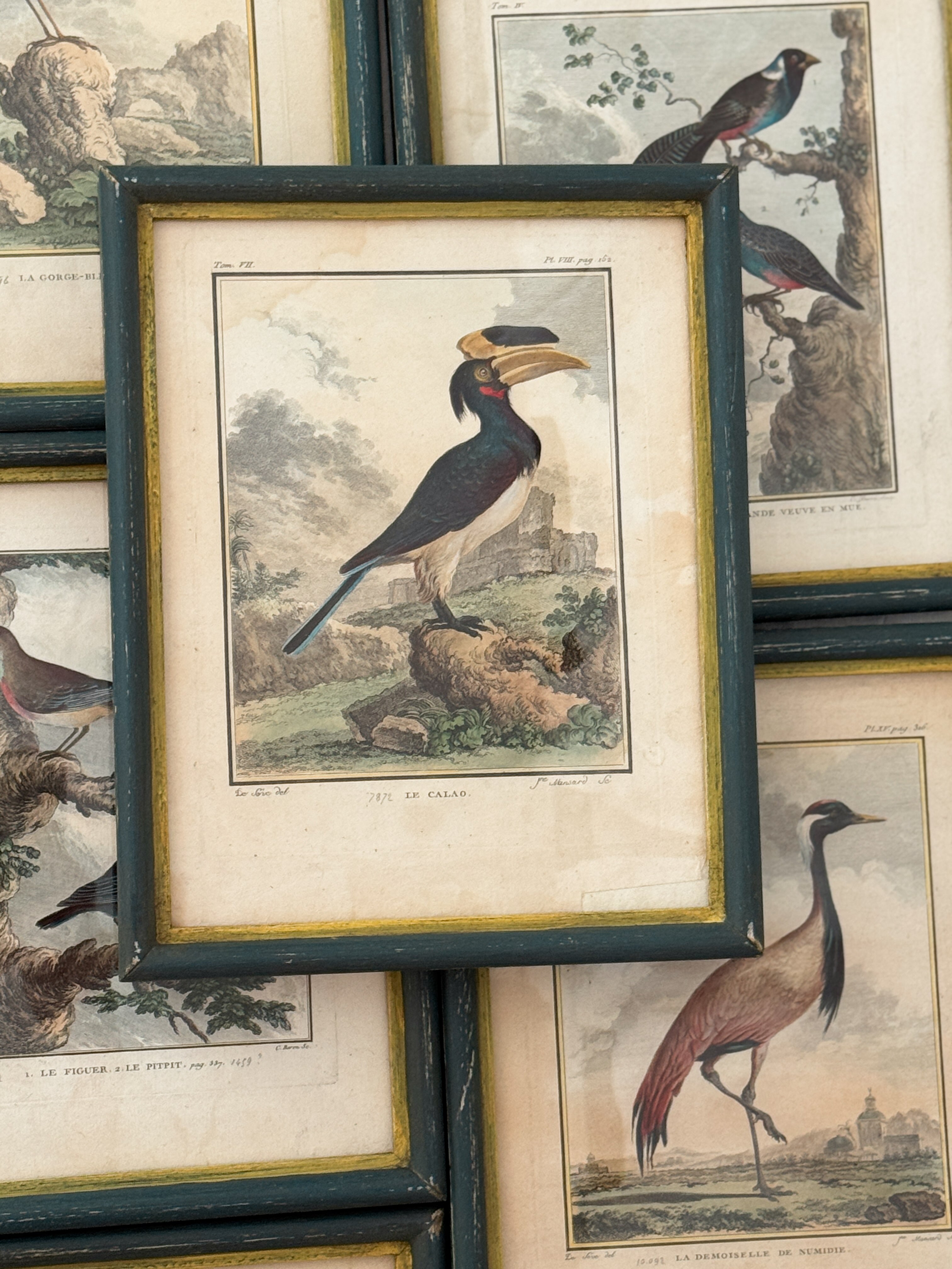 Antique French de Buffon Bird Engraving, Le Calao, Hand Colored, 18th Century