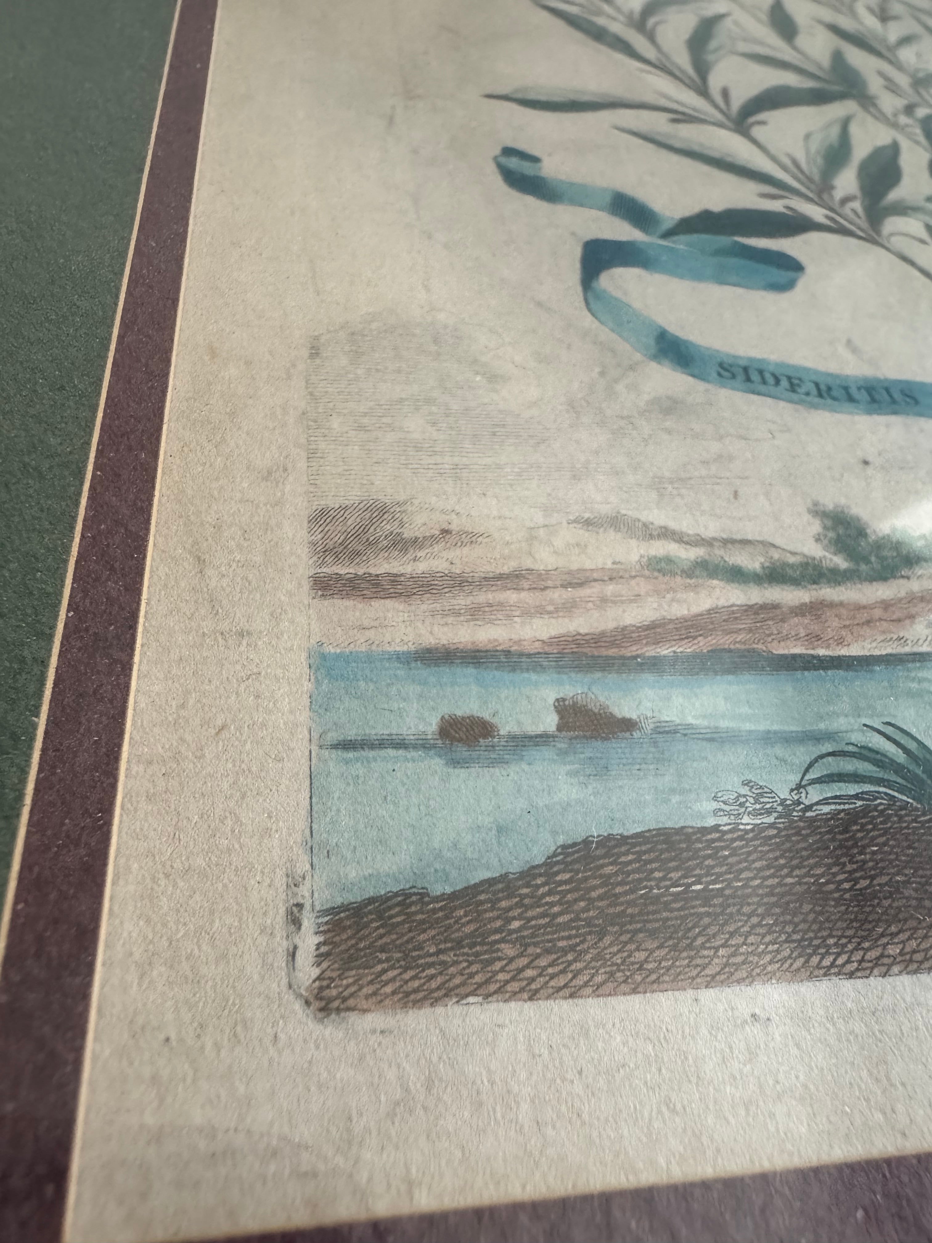 Antique 18th-Century Hand-Colored Botanical Engraving