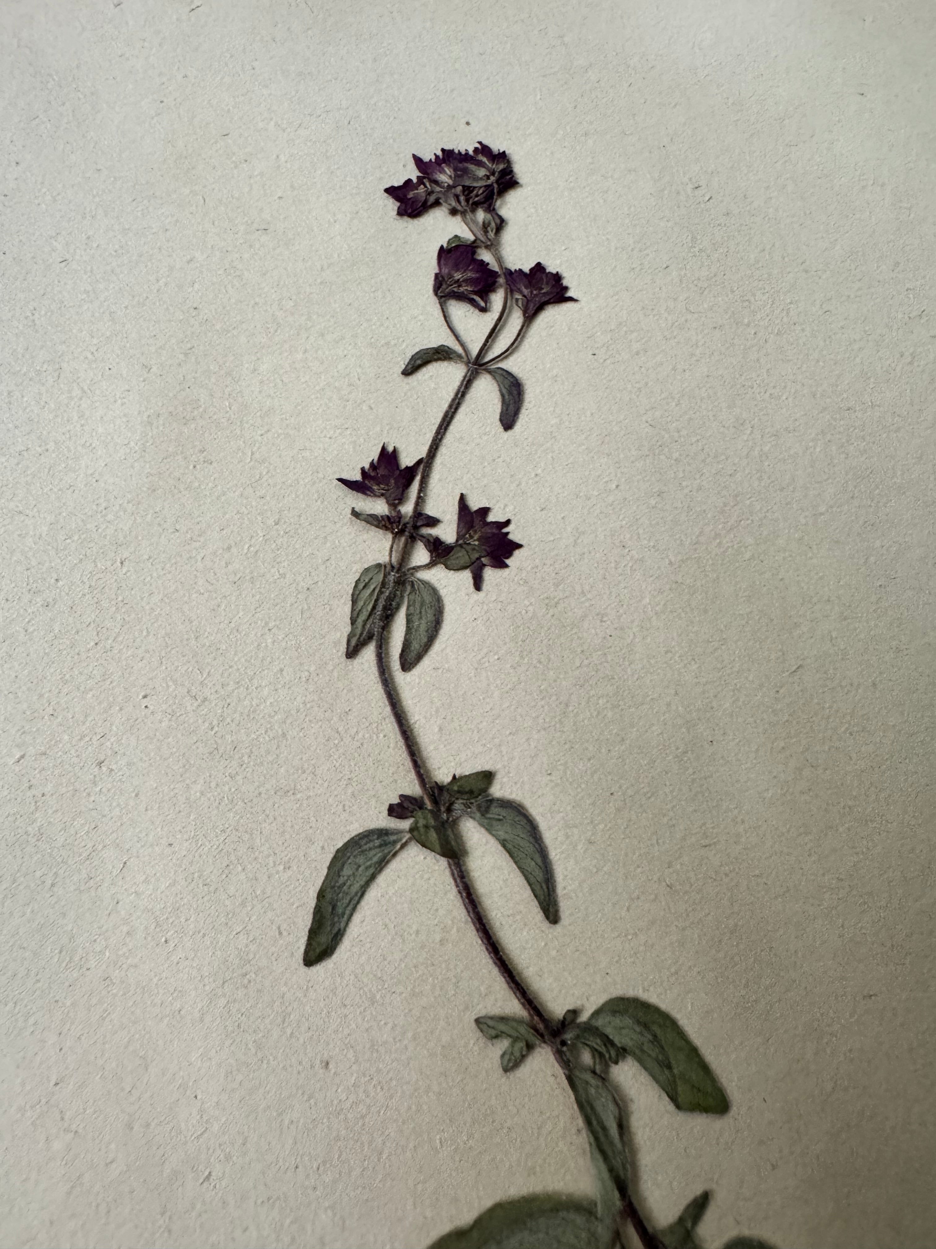 Labiée 1: maryjolaine sauvage -oregano