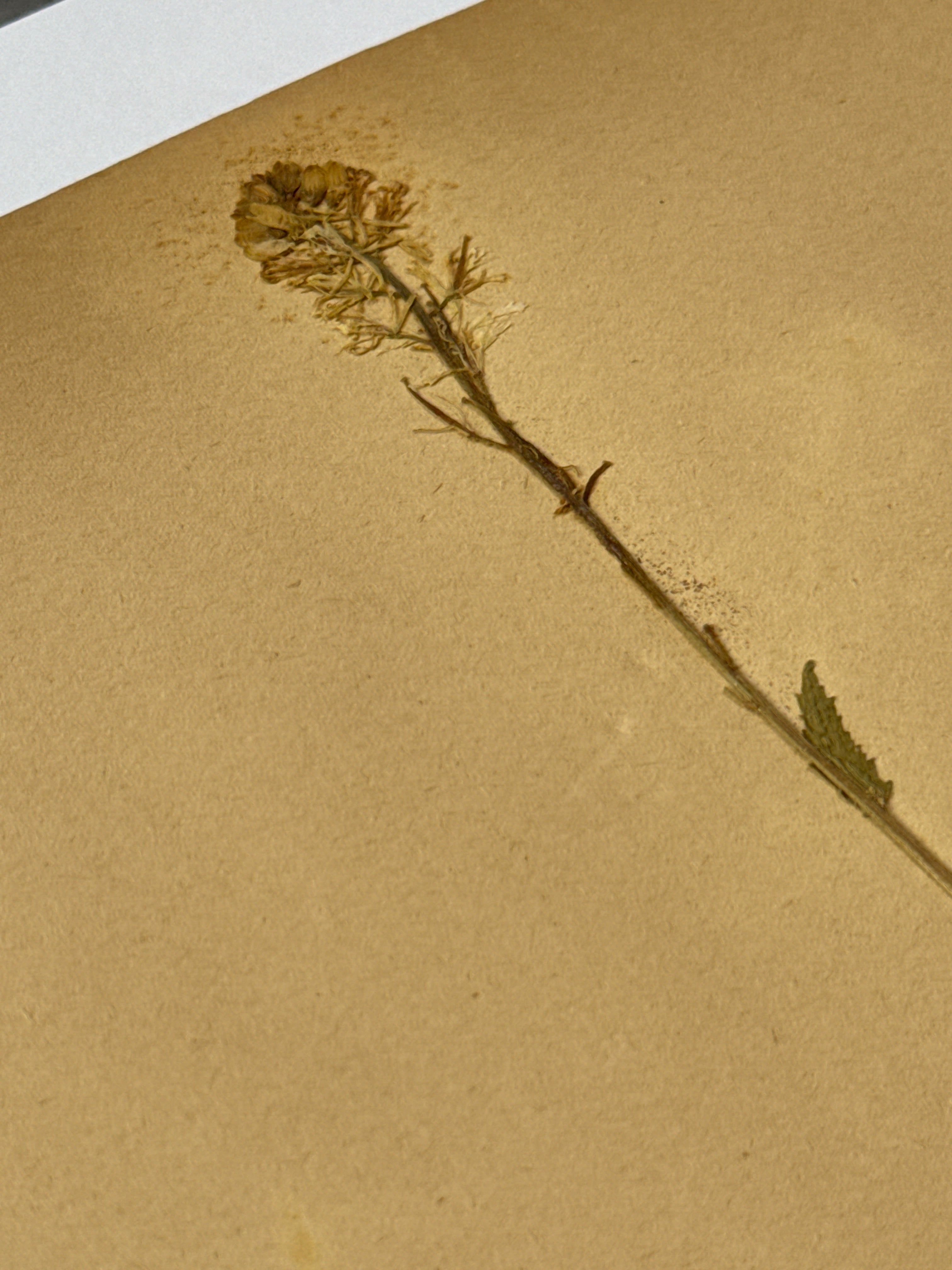 Herbarium Cr 3